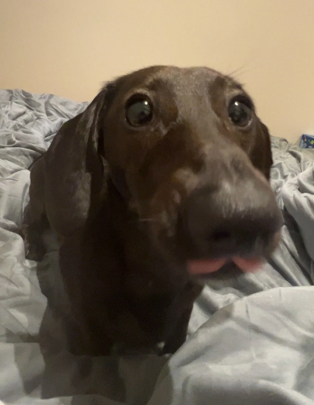 Close-up of a black dachshund with floppy ears on a rumpled bed, looking directly at the camera.