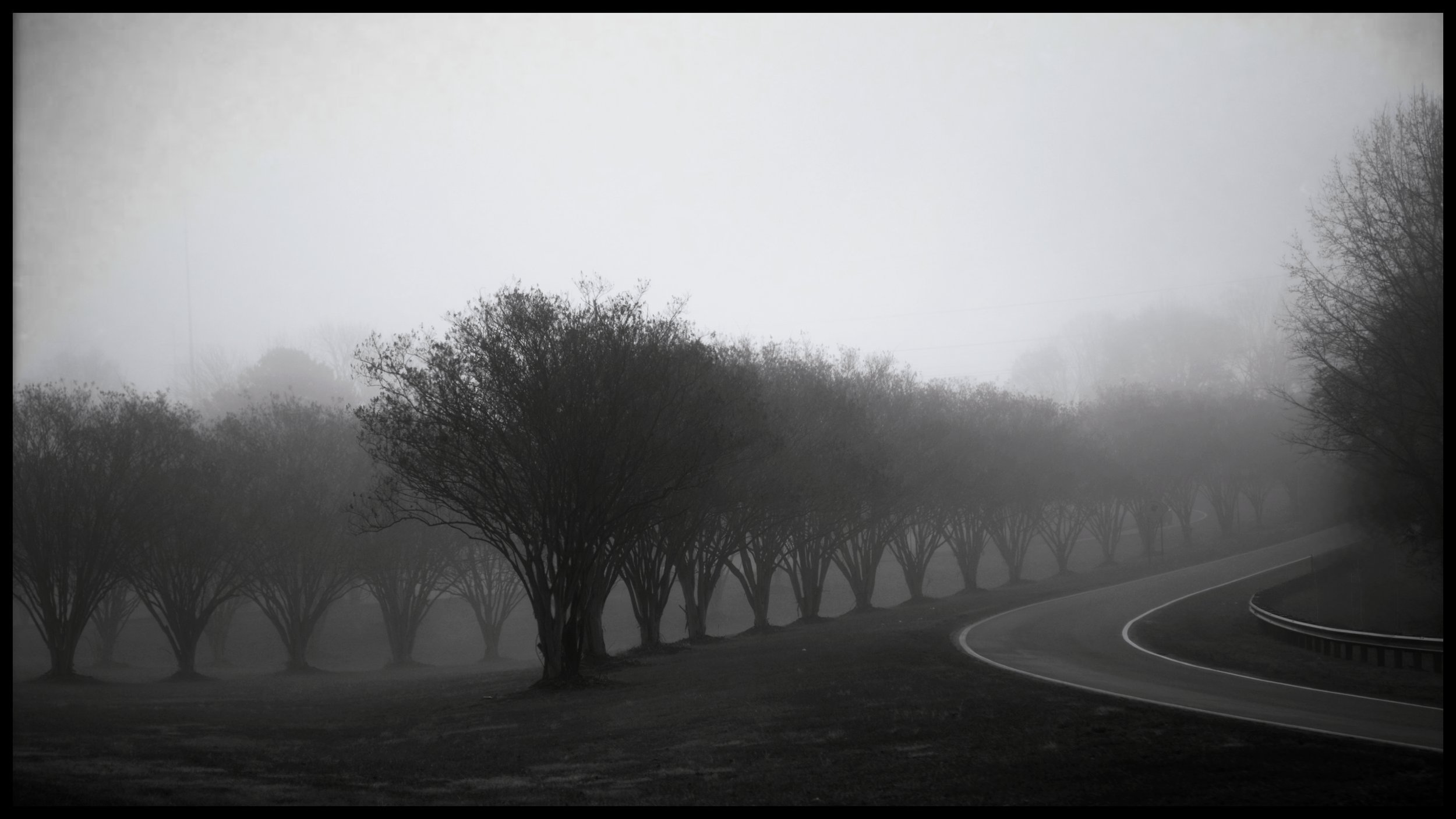 A row of neatly trimmed trees along a curved road on a foggy day, with overcast sky and distant trees barely visible through the fog.