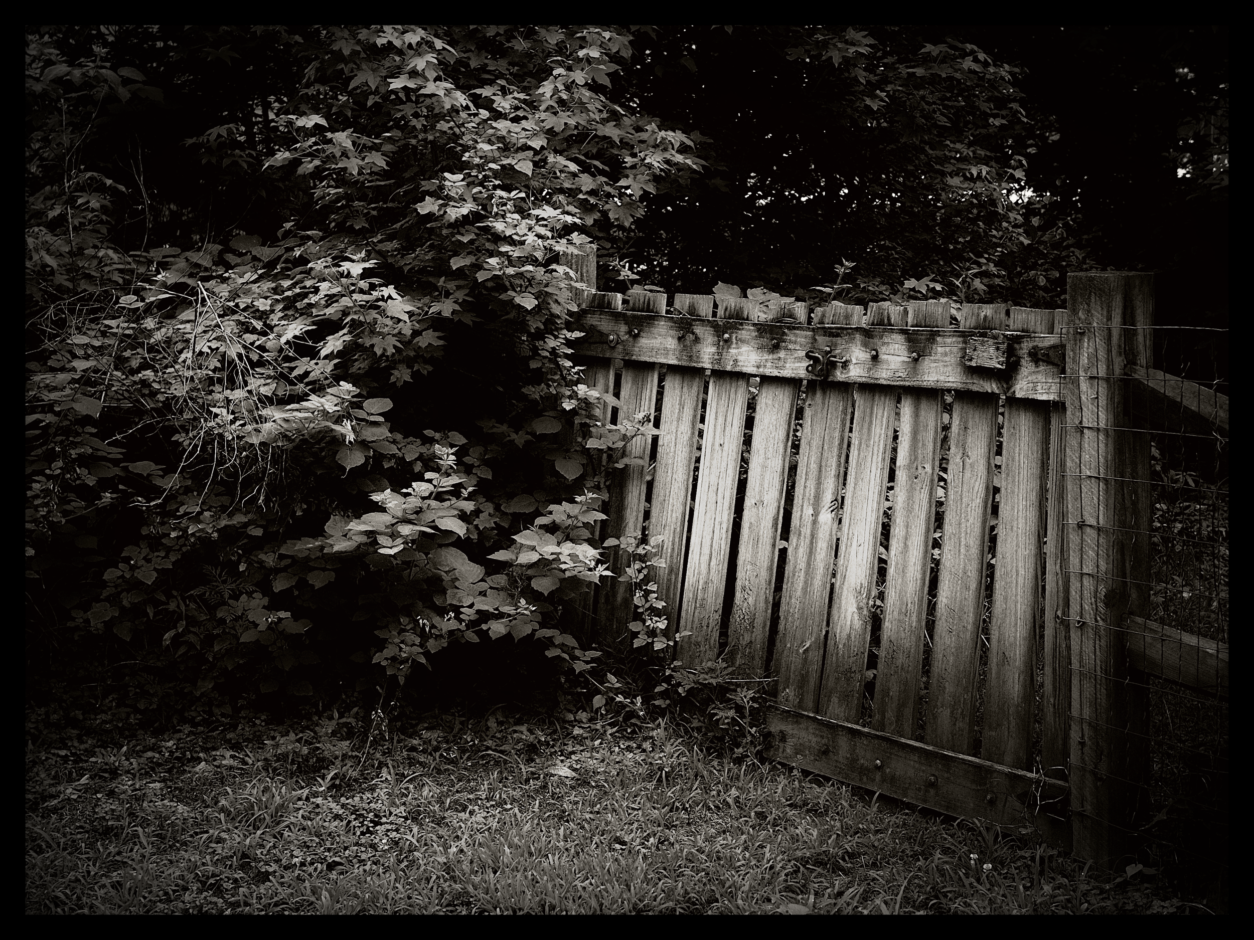 Black and white photo of a wooden gate or fence partially covered by foliage and overgrown plants.