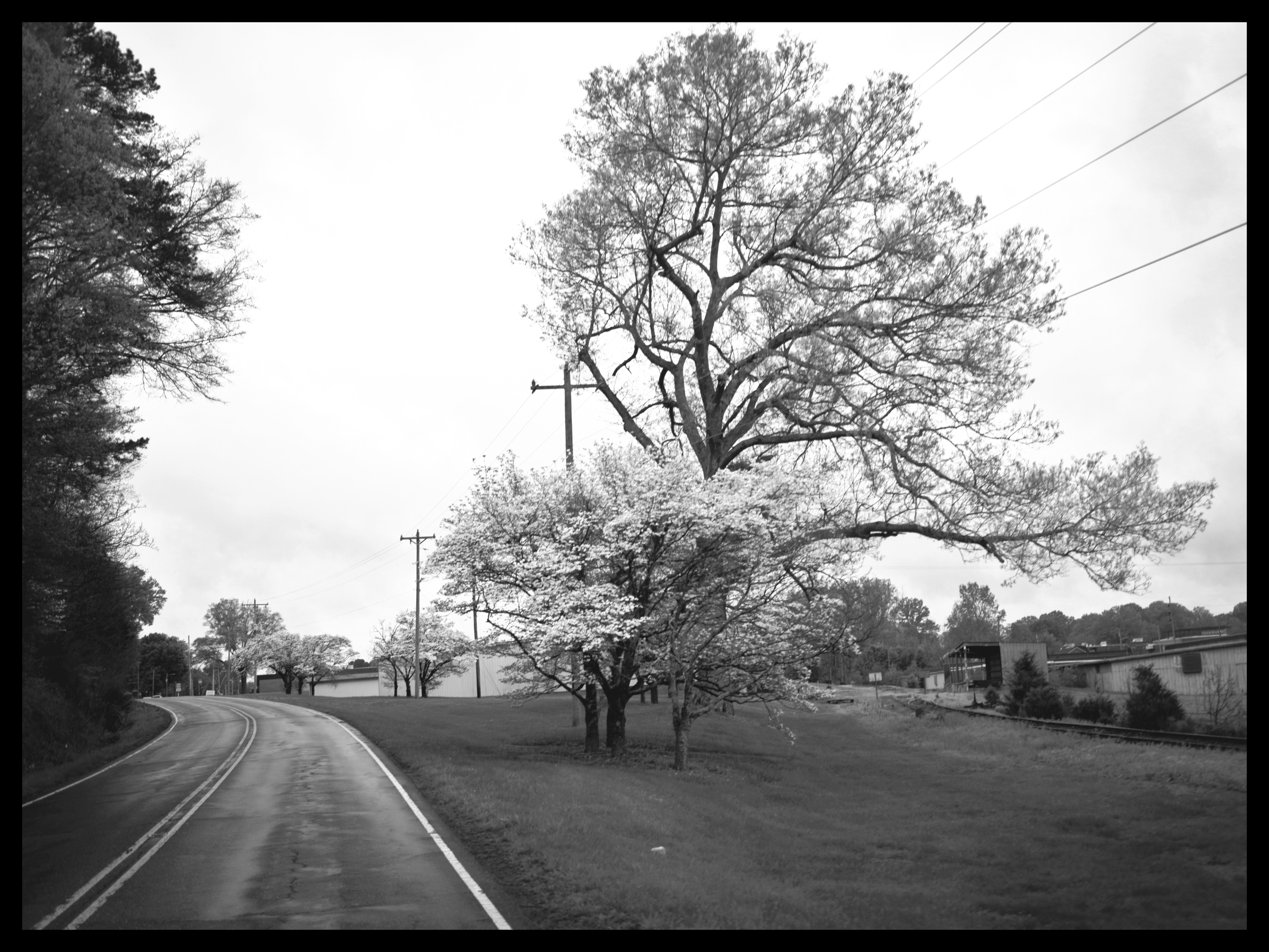 A black and white photo of a winding road flanked by trees with bare branches, power lines overhead, and some buildings in the background.