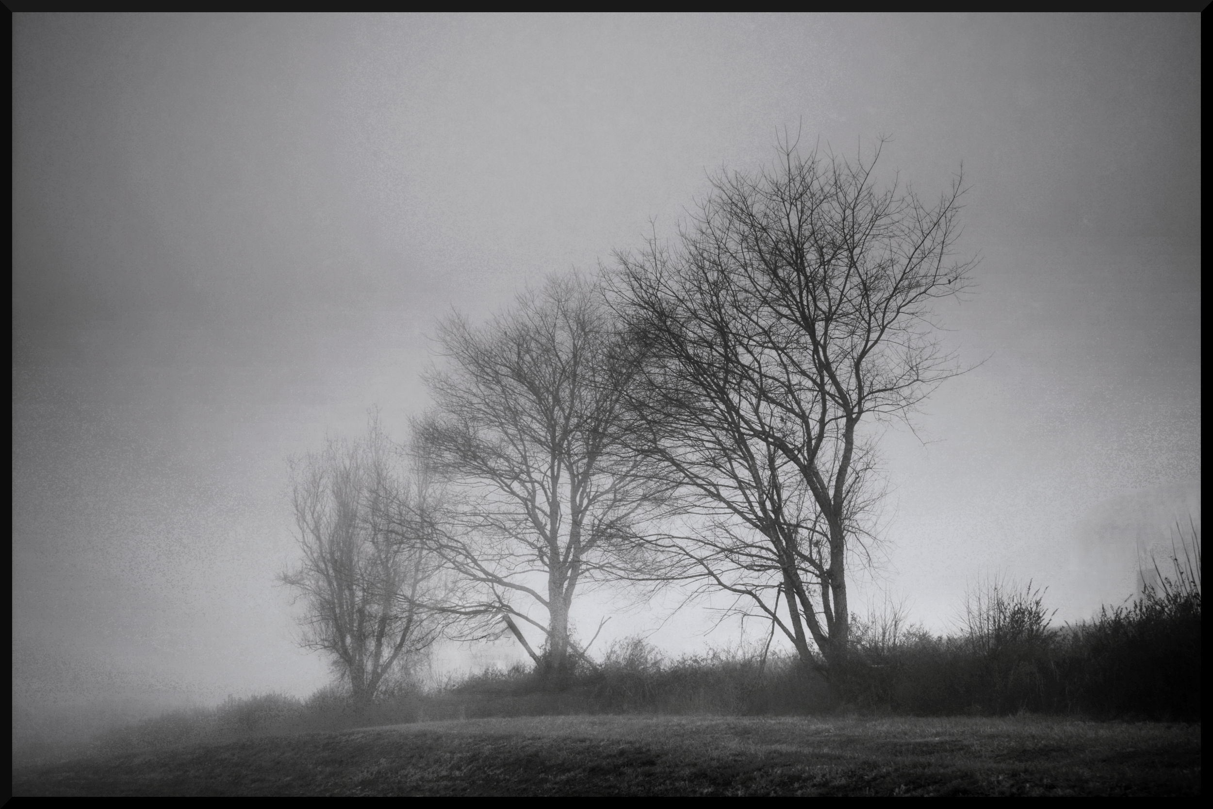 Black and white photograph of bare trees on a foggy day, with grass in the foreground.