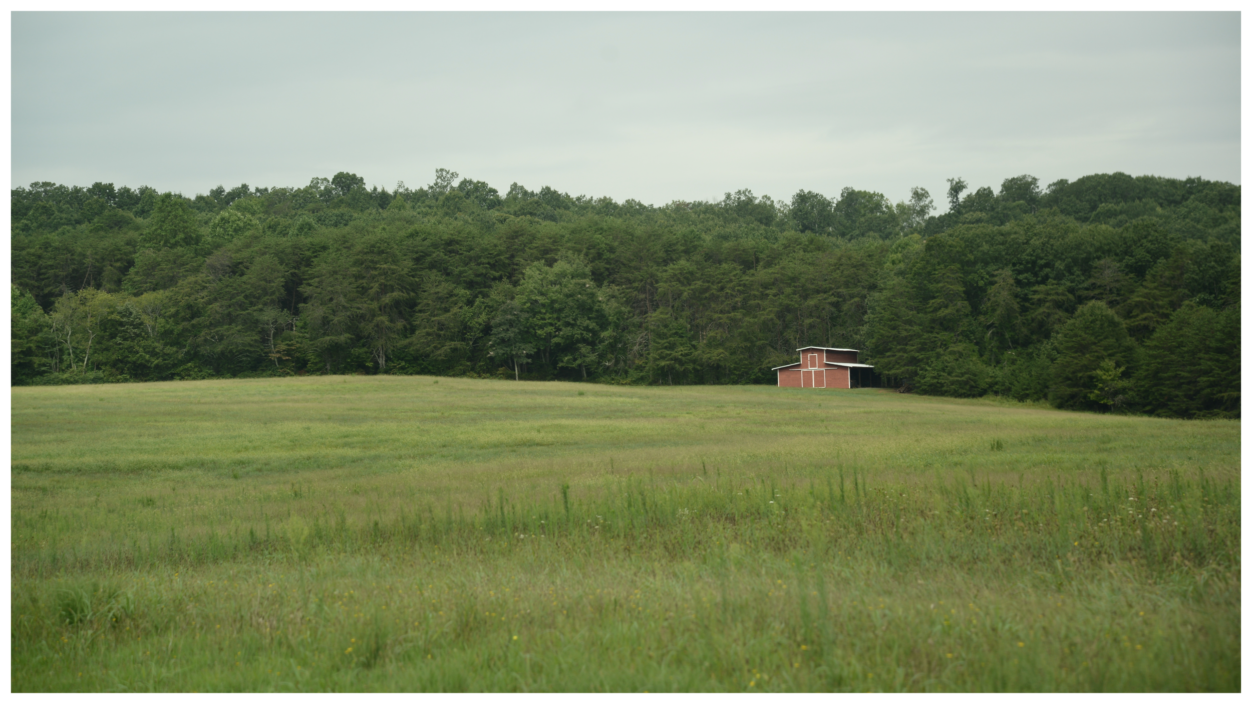 A green field with tall grass, a dense line of trees in the background, and a small red barn near the right side of the image under a cloudy sky.