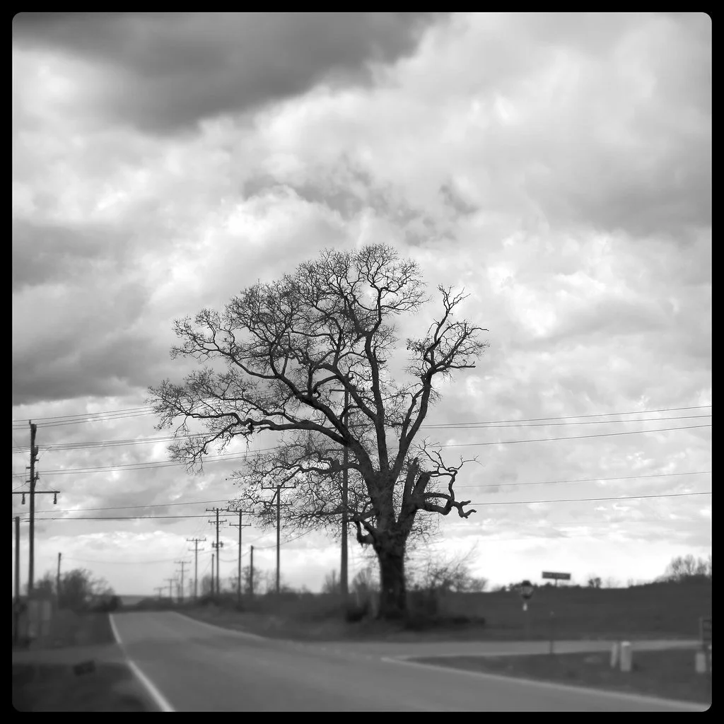 A lone, leafless tree alongside a road under a cloudy sky.