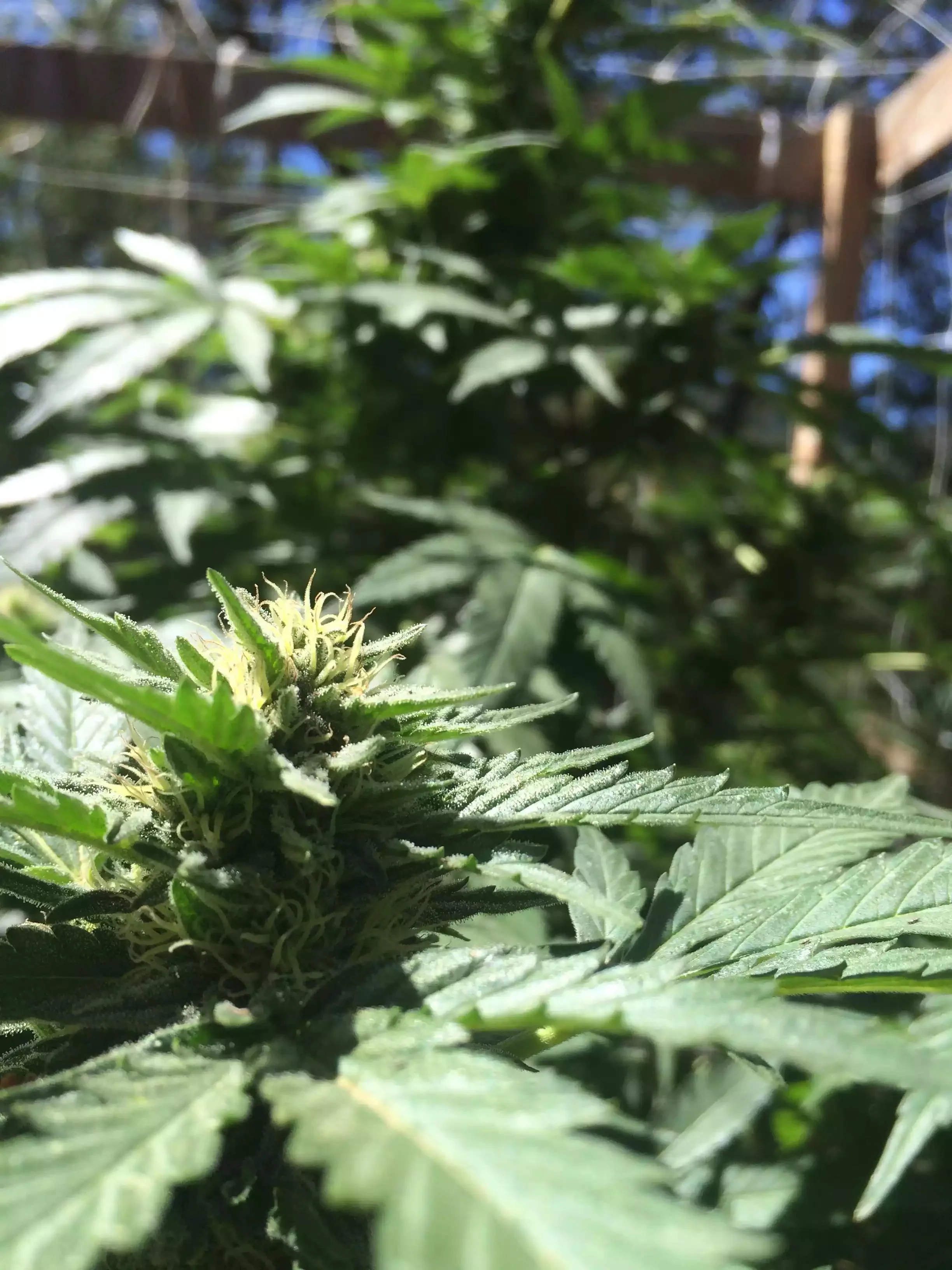 Close-up of a flowering cannabis plant with green leaves and white pistils, growing outdoors in sunlight.