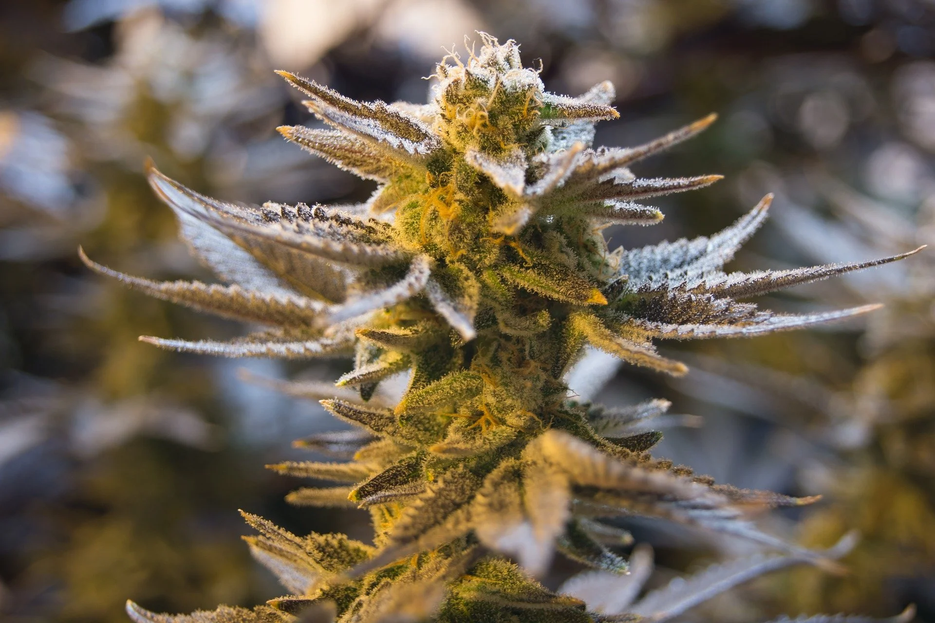 Close-up of a frosty cannabis plant with snow or frost on its leaves and buds.