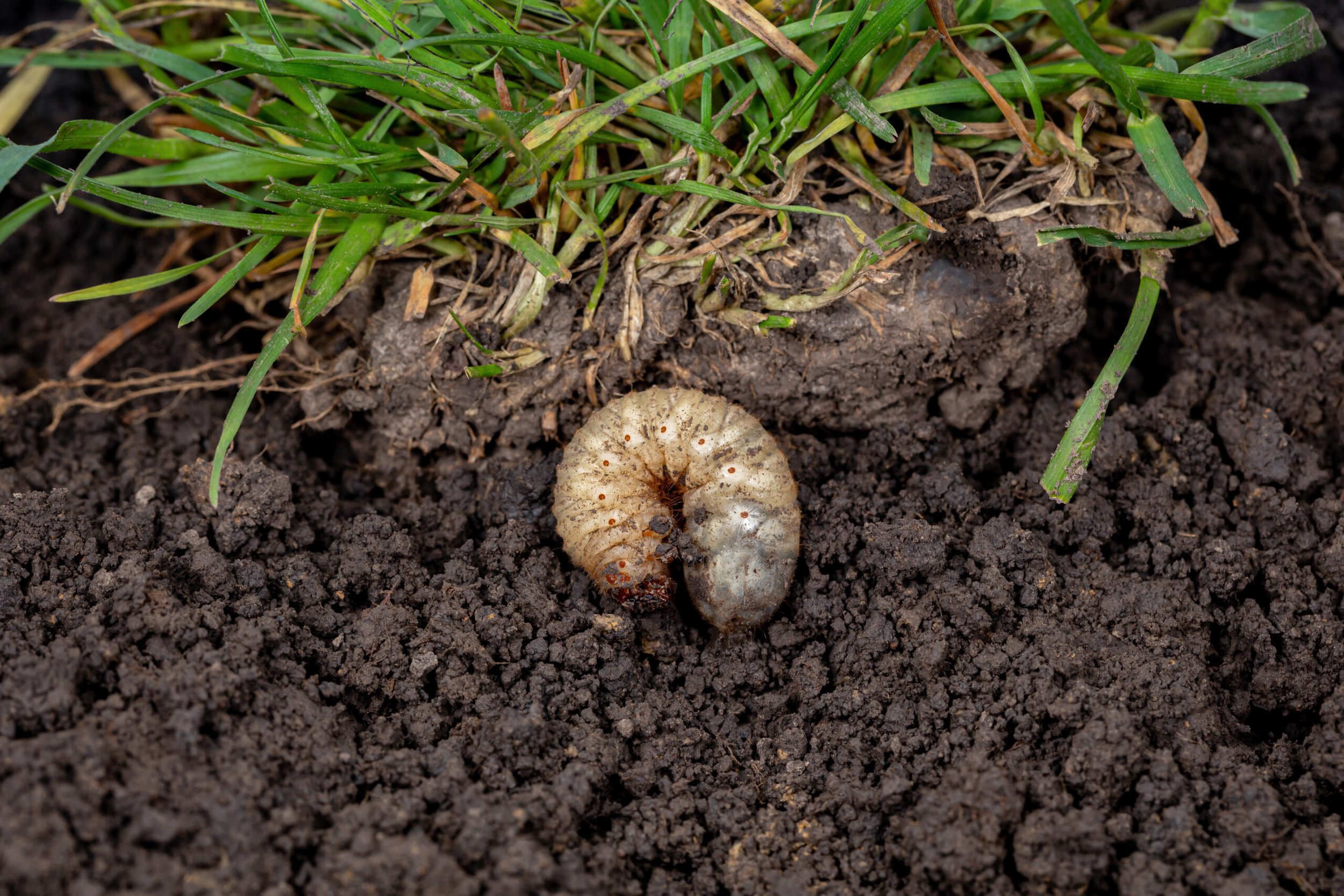 Close-up of a white grub buried in dark soil with green grass on top