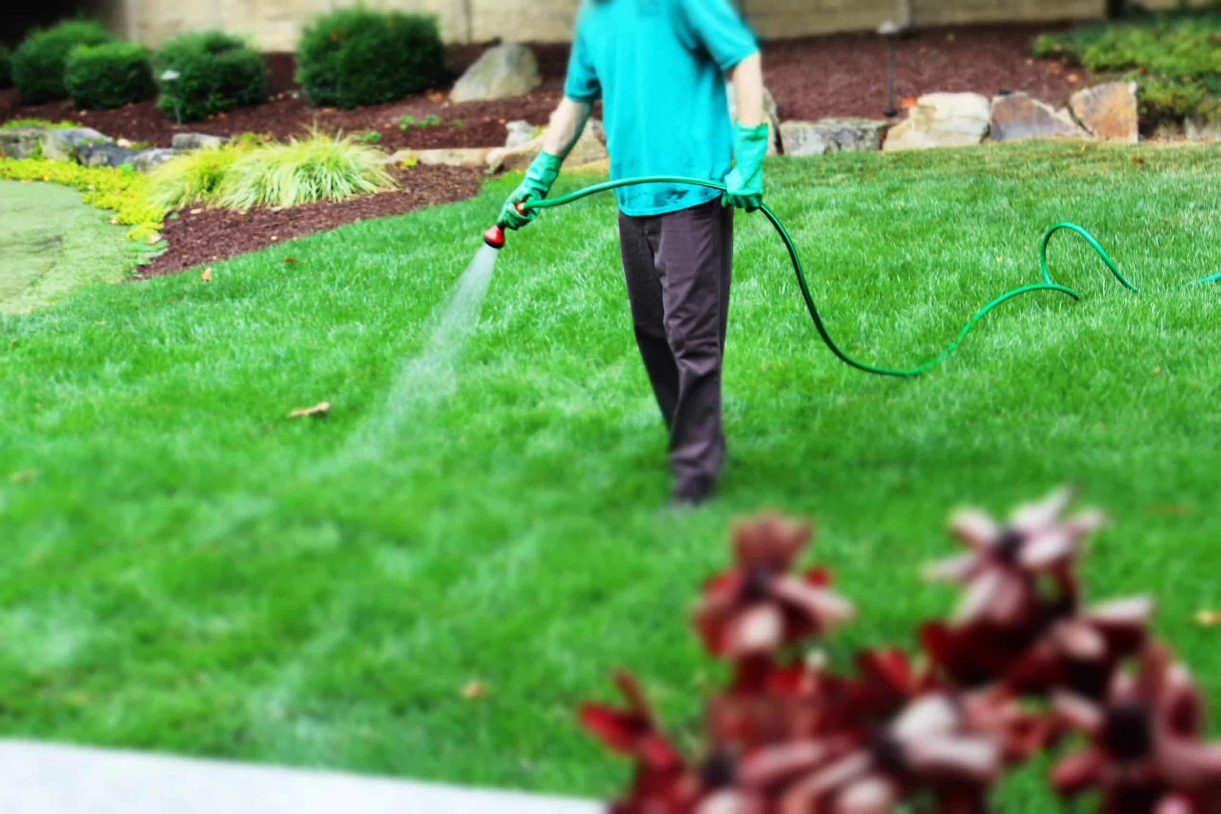 Person in turquoise shirt and dark pants watering a well-maintained lawn with a garden hose, in a landscaped yard with bushes, rocks, and mulch.