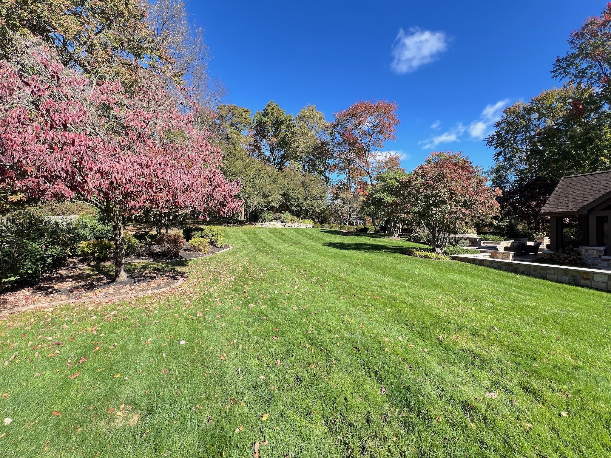 A backyard with green grass, trees with autumn leaves, a clear blue sky, and a house with a covered porch.