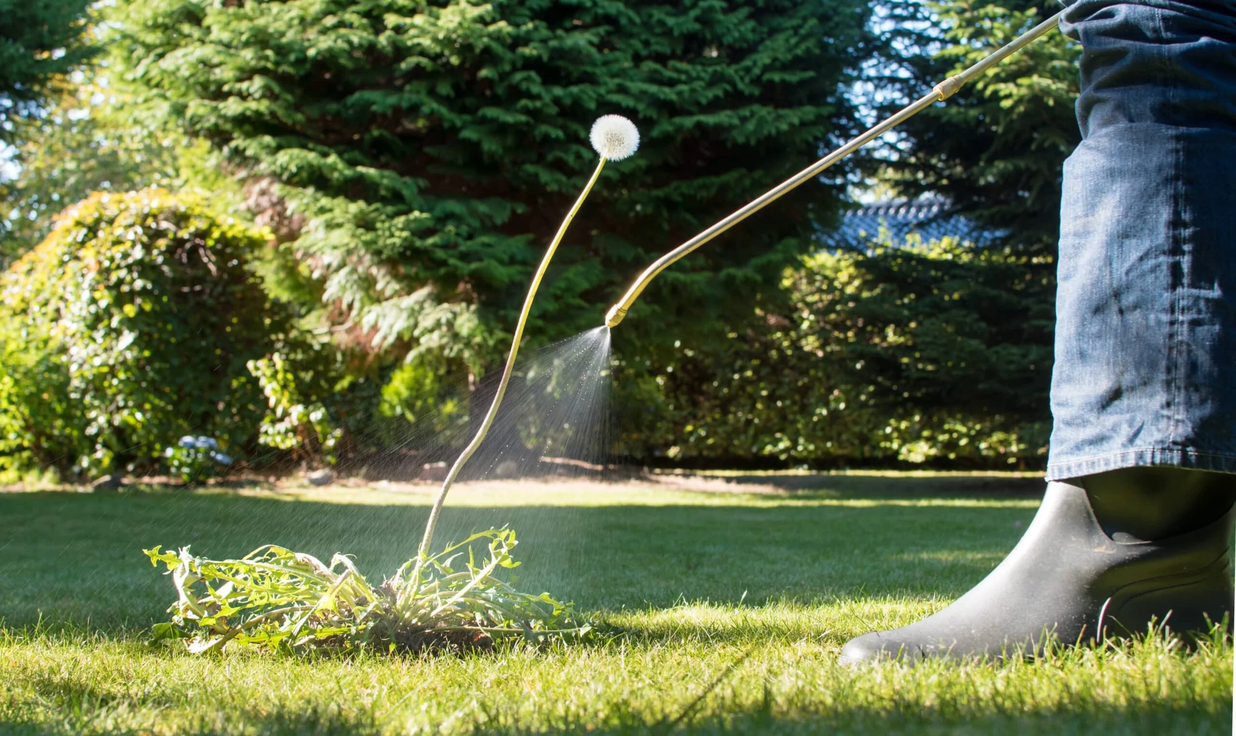 A person wearing blue jeans and rubber boots watering plants in a garden with a green lawn and tall trees in the background.
