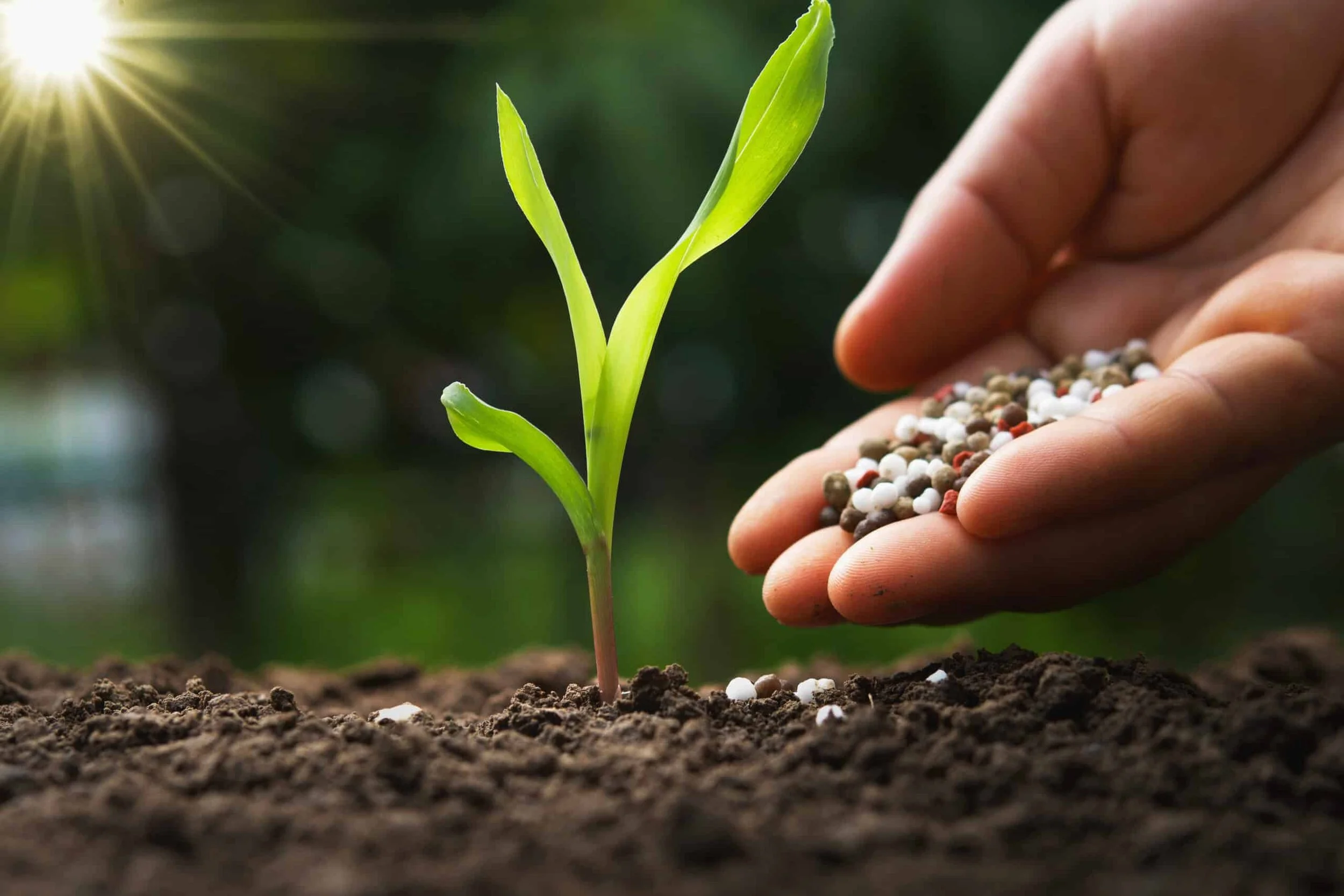 A close-up of a small green plant sprouting from soil with a hand holding seeds nearby, sunlight in the background.