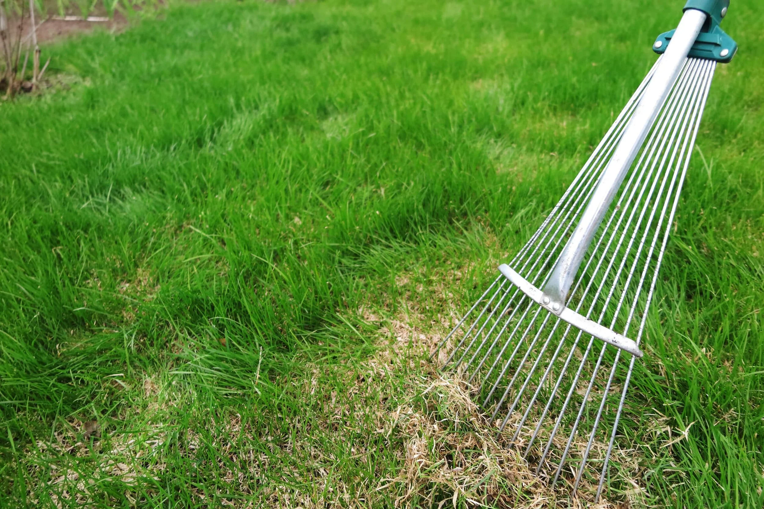 A garden with green grass and a metal garden rake lying on the ground.
