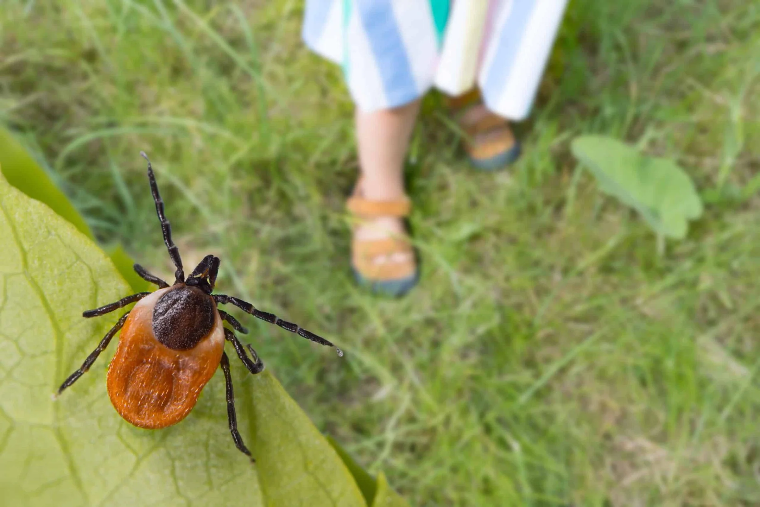 Close-up of a tick on a green leaf with a blurred person wearing orange shoes and striped pants in the background.