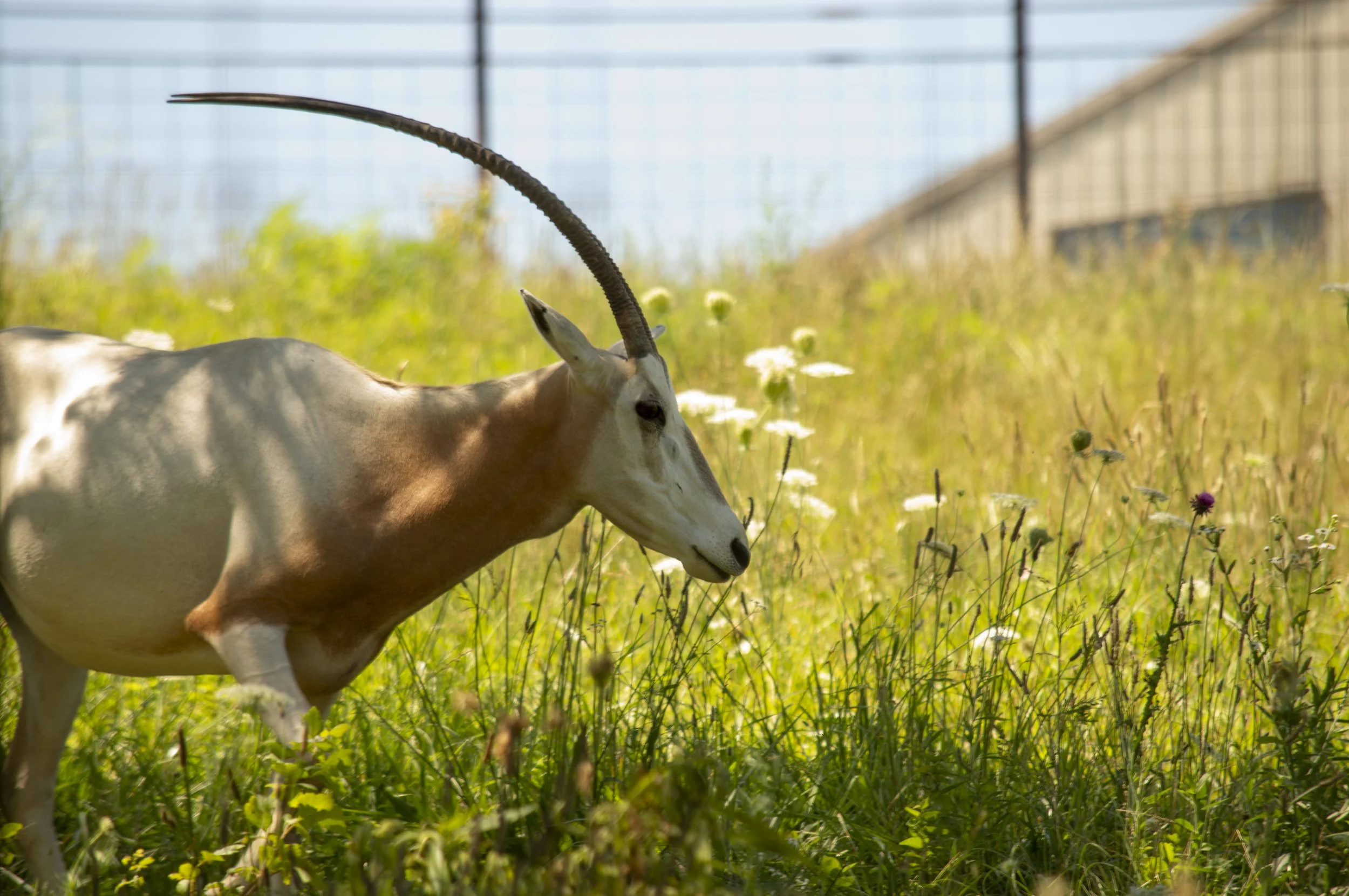 A white and brown antelope grazing in a grassy meadow with wildflowers, under a sunny sky, enclosed by a fence and structures in the background.