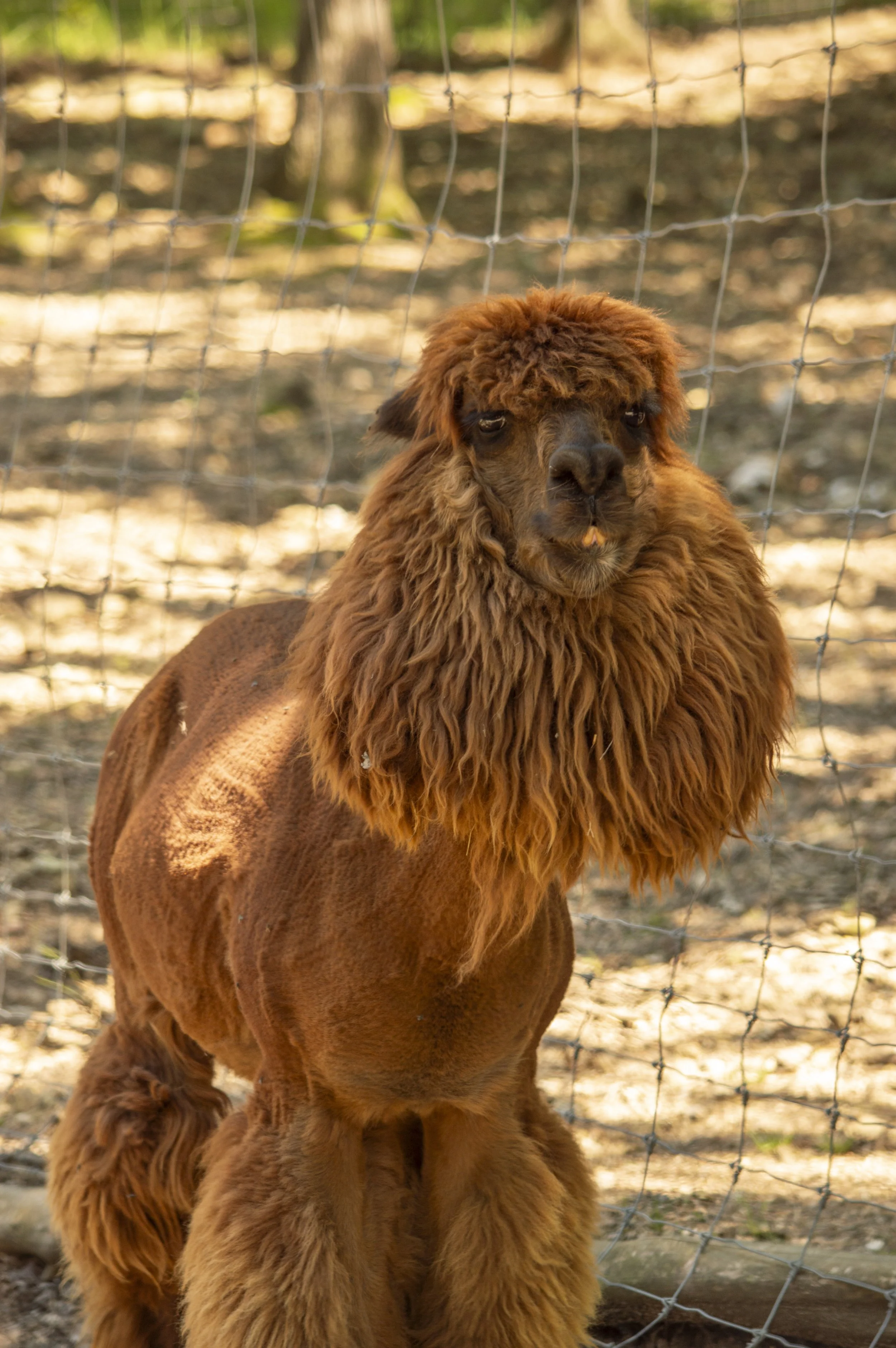 A brown alpaca with a fluffy face and long fur standing behind a wire fence outdoors on a sunny day.