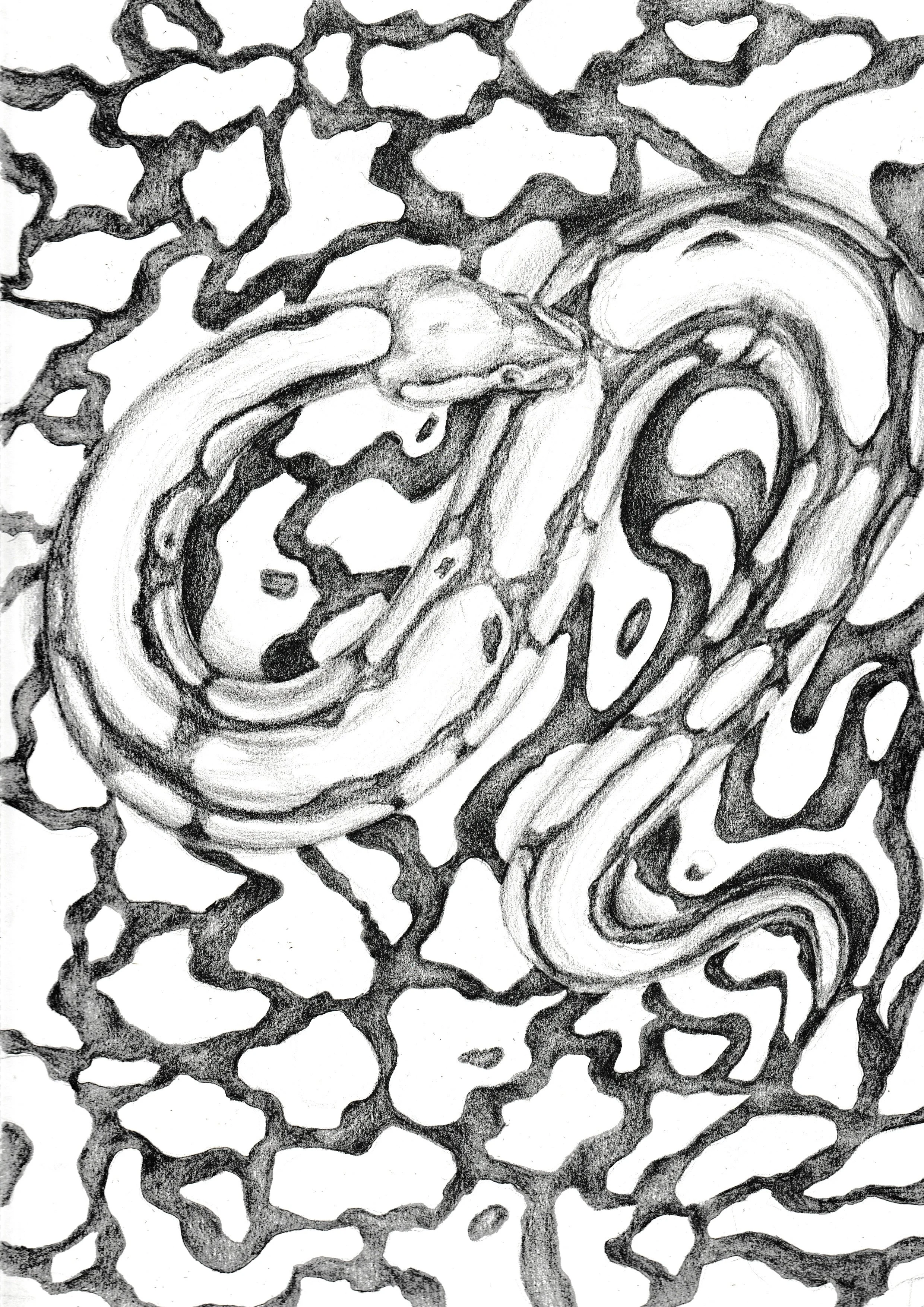 Sneaky Snake    2026    9x12"    graphite
