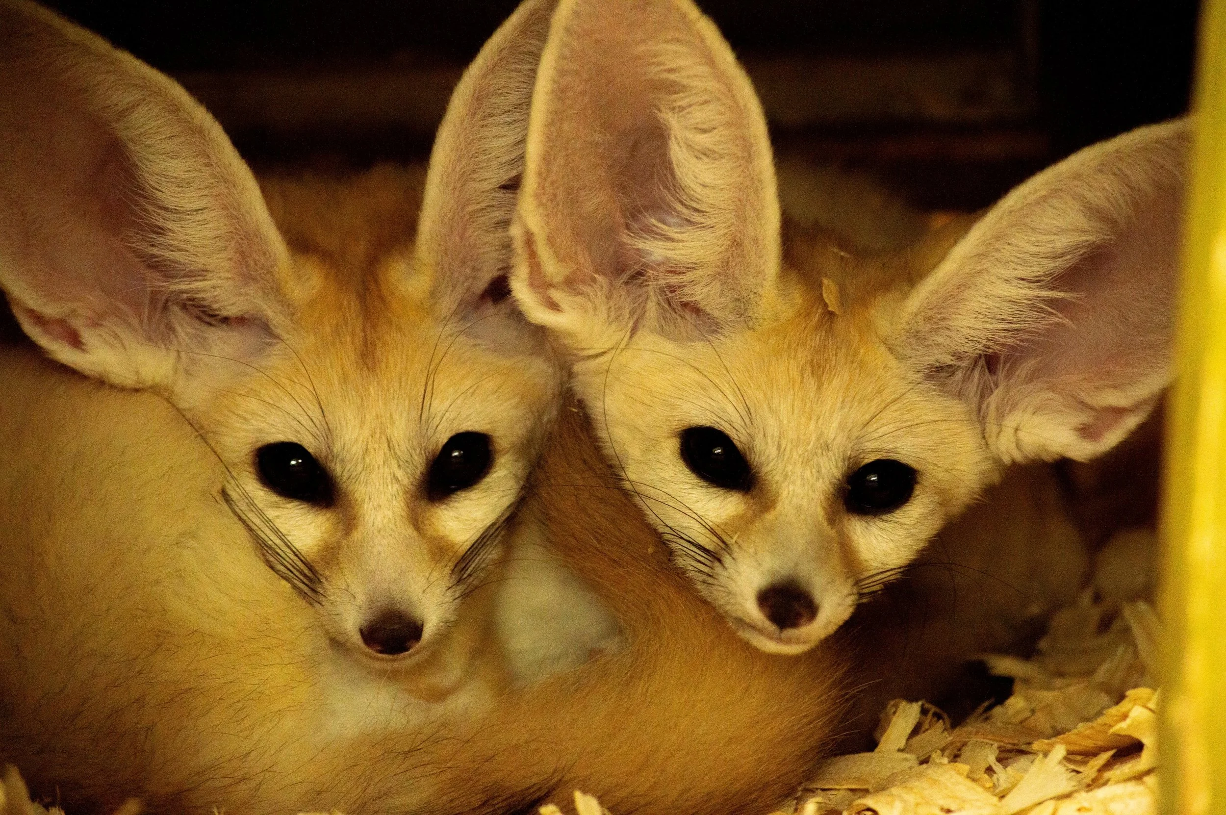 Three young foxes huddled closely together with black eyes and light-colored fur inside a nesting box with wood shavings at the bottom.