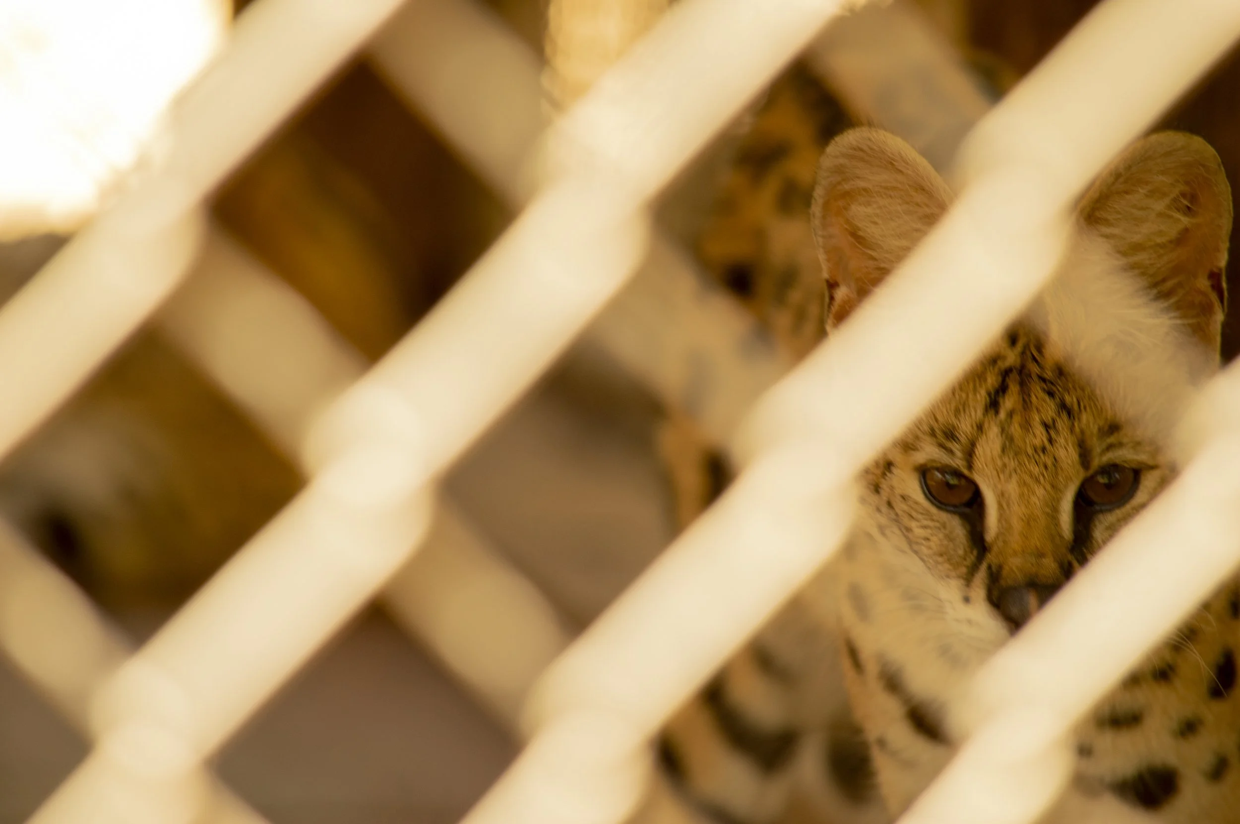 Close-up of a cheetah's face behind a metal grid, with the cheetah's eyes visible.