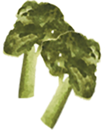 Illustration of a broccoli vegetable with a green stalk and florets