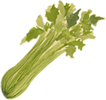 Fresh celery stalks with leafy greens