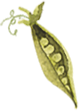 Close-up of a green pea pod with some peas visible inside, partially opened.