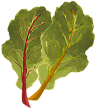 Two Swiss chard leaves, one with red veins and the other with yellow veins.