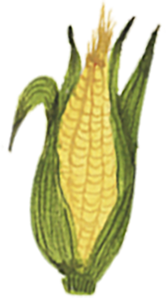 Close-up of a corn on the cob with green husk partially peeled back, showing yellow kernels.