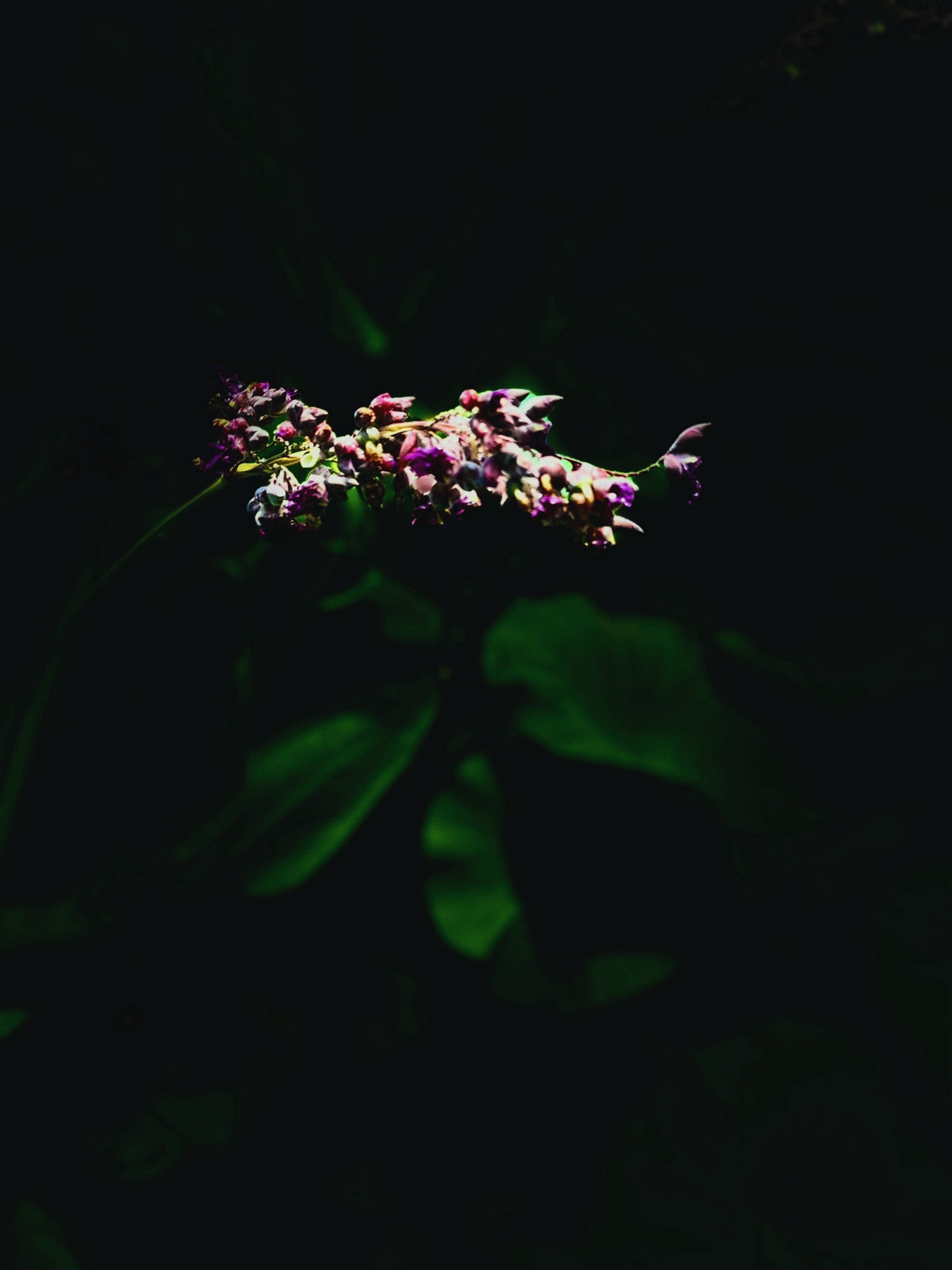 Grace in Shadow