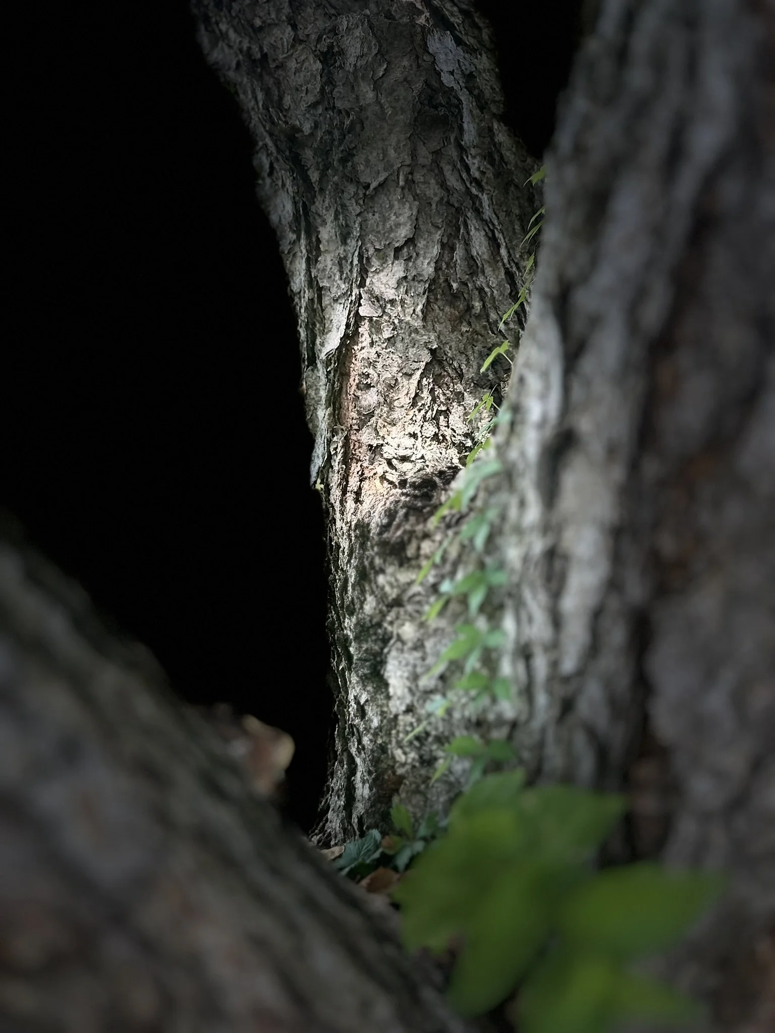 Quiet Climb