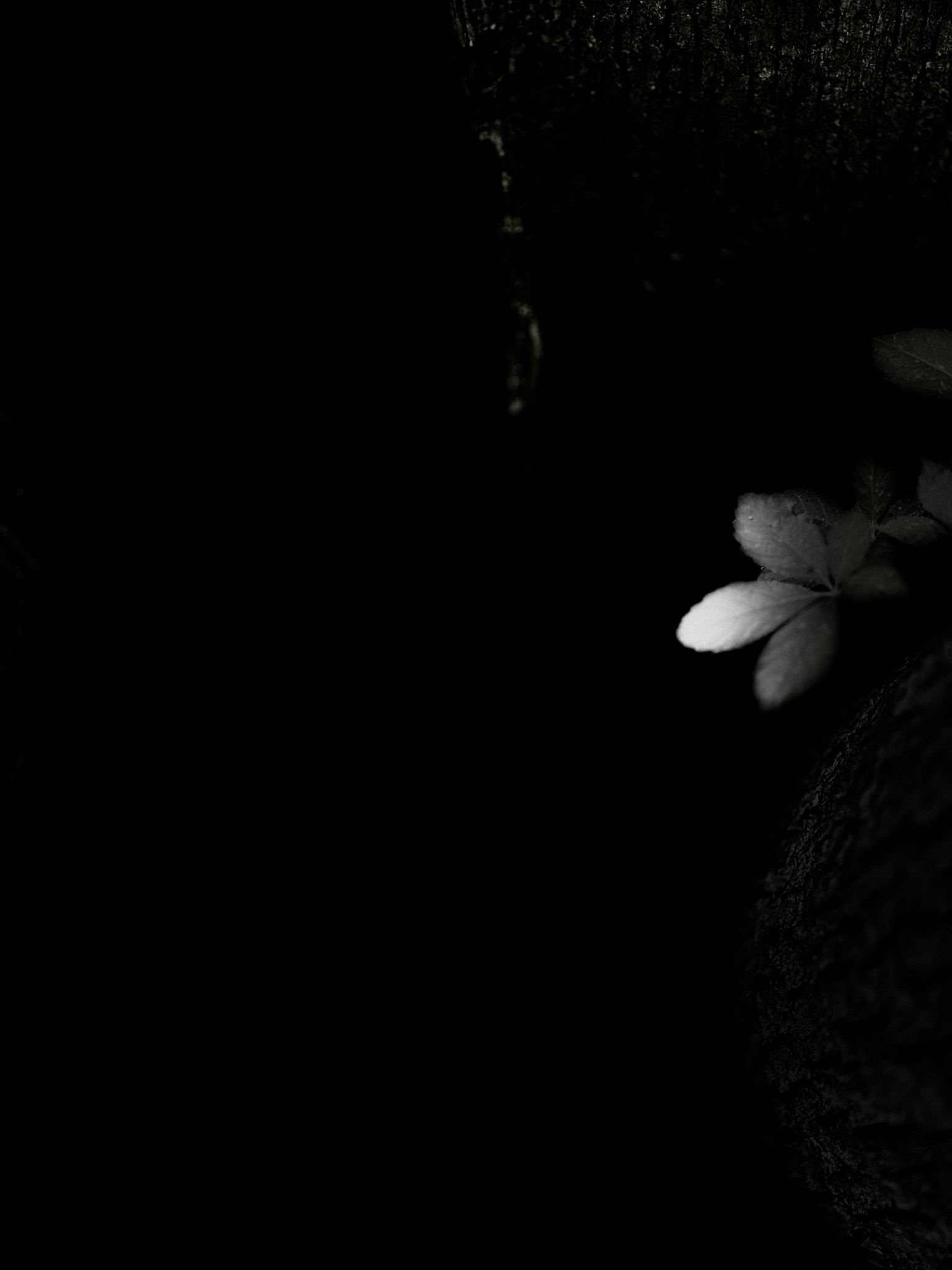 Nestled Noir