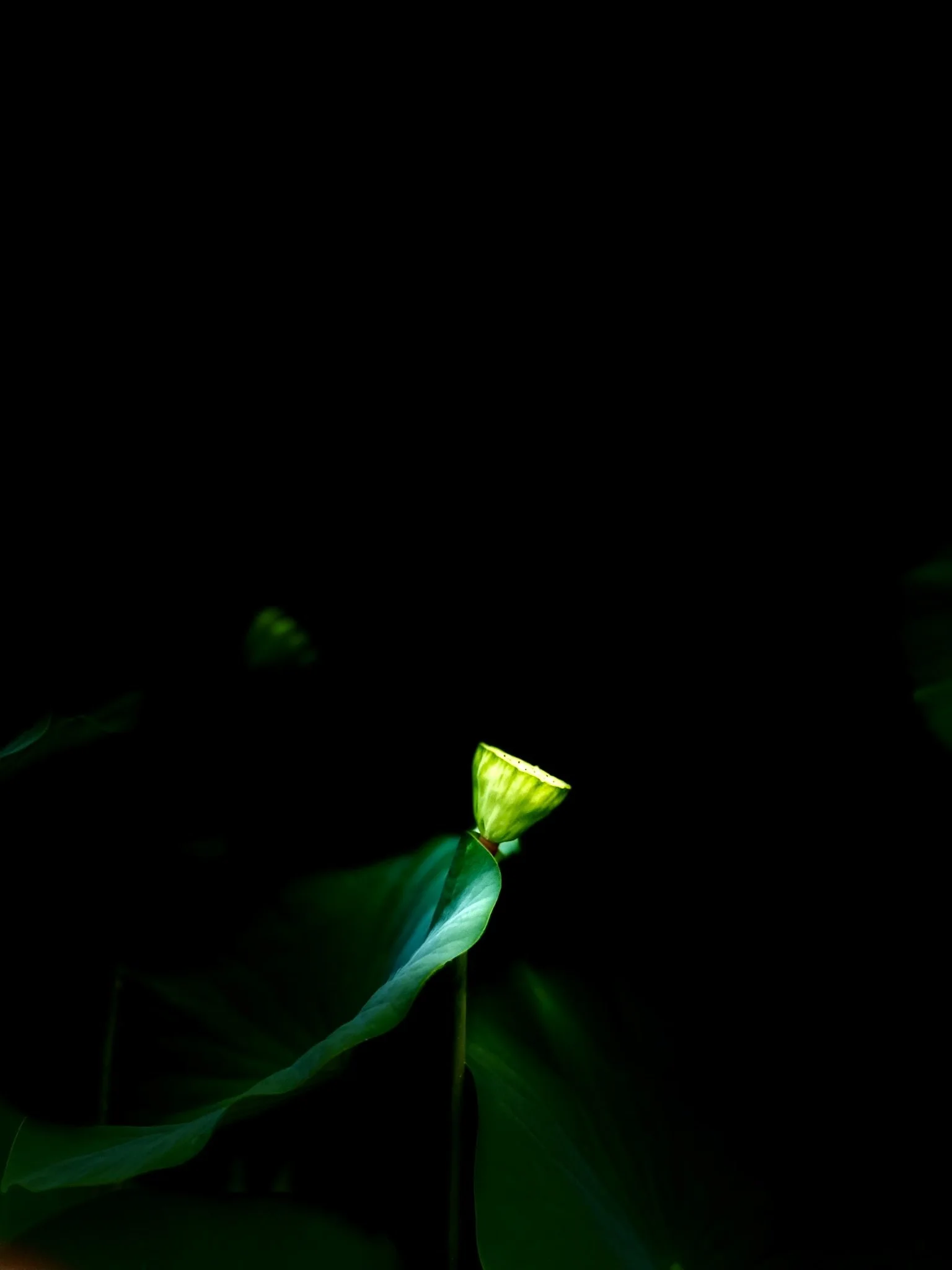 Wandering Light