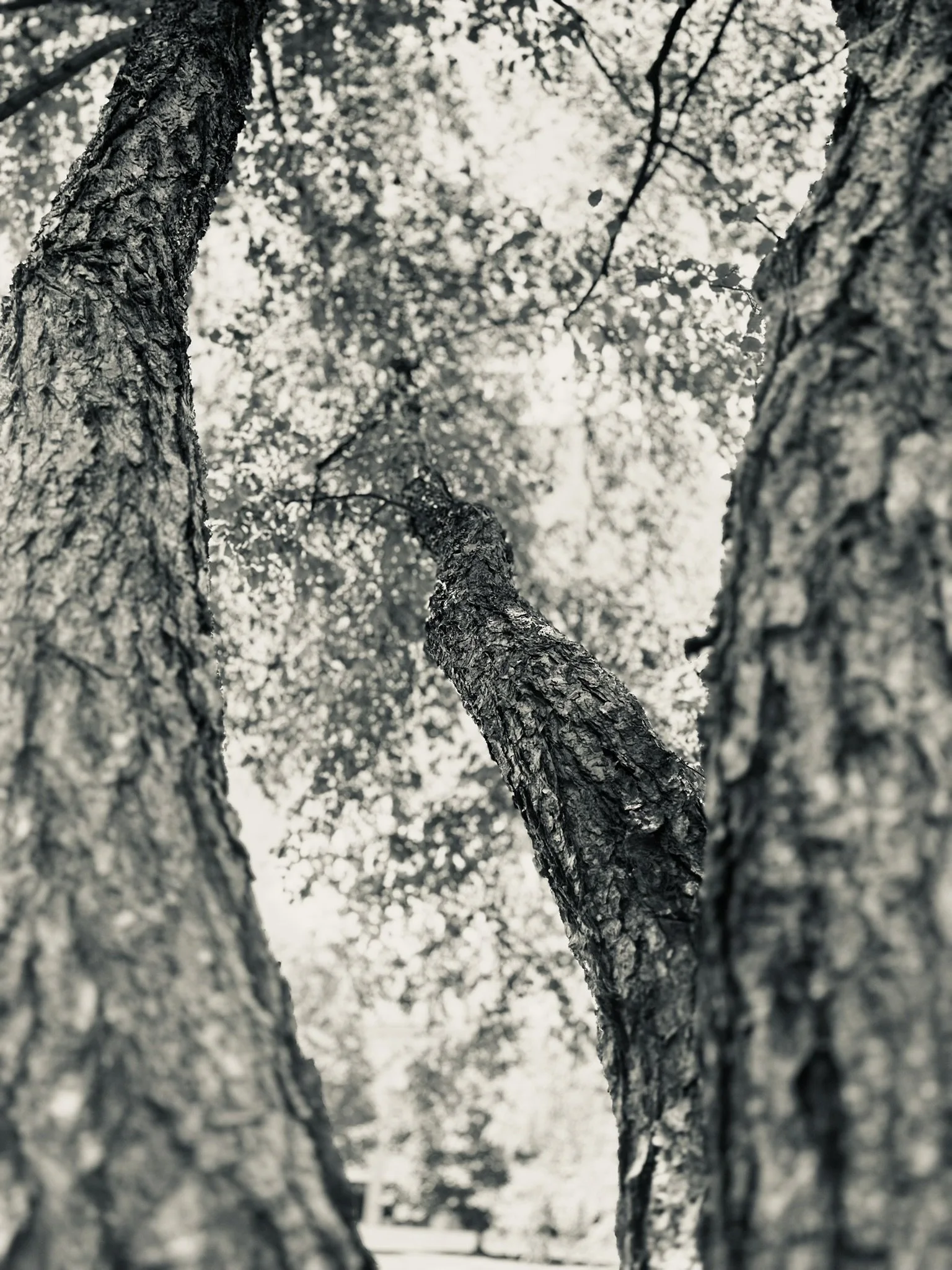 Belonging