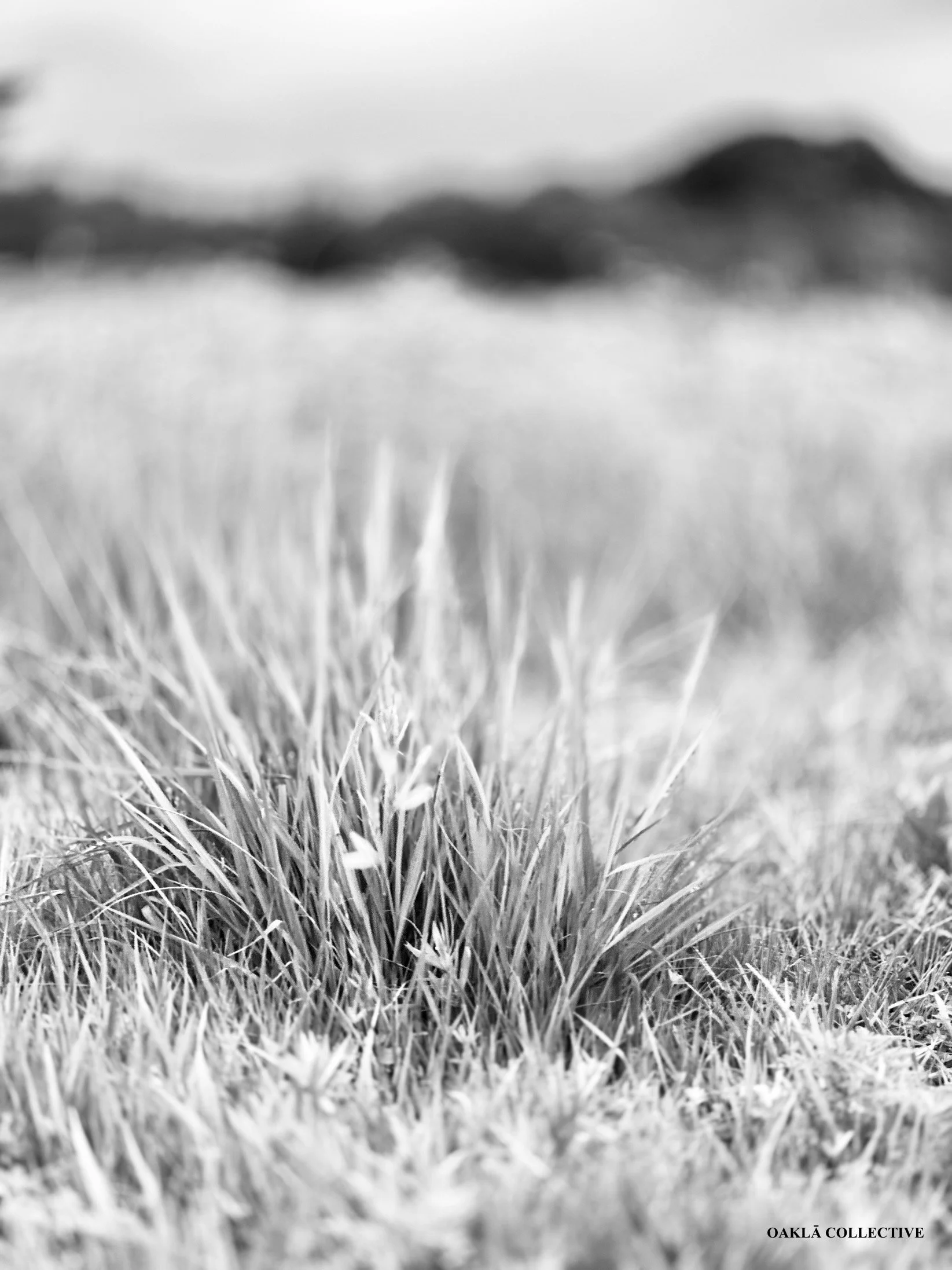 Grass Roots