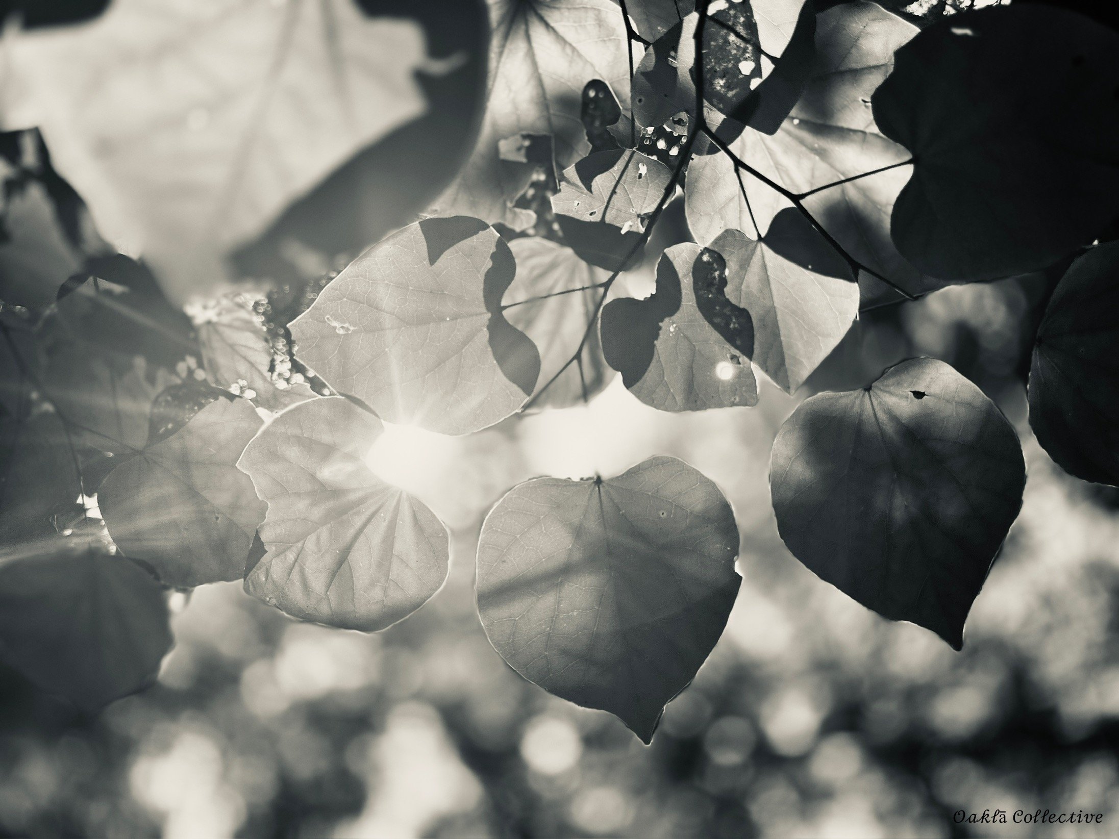 First Light