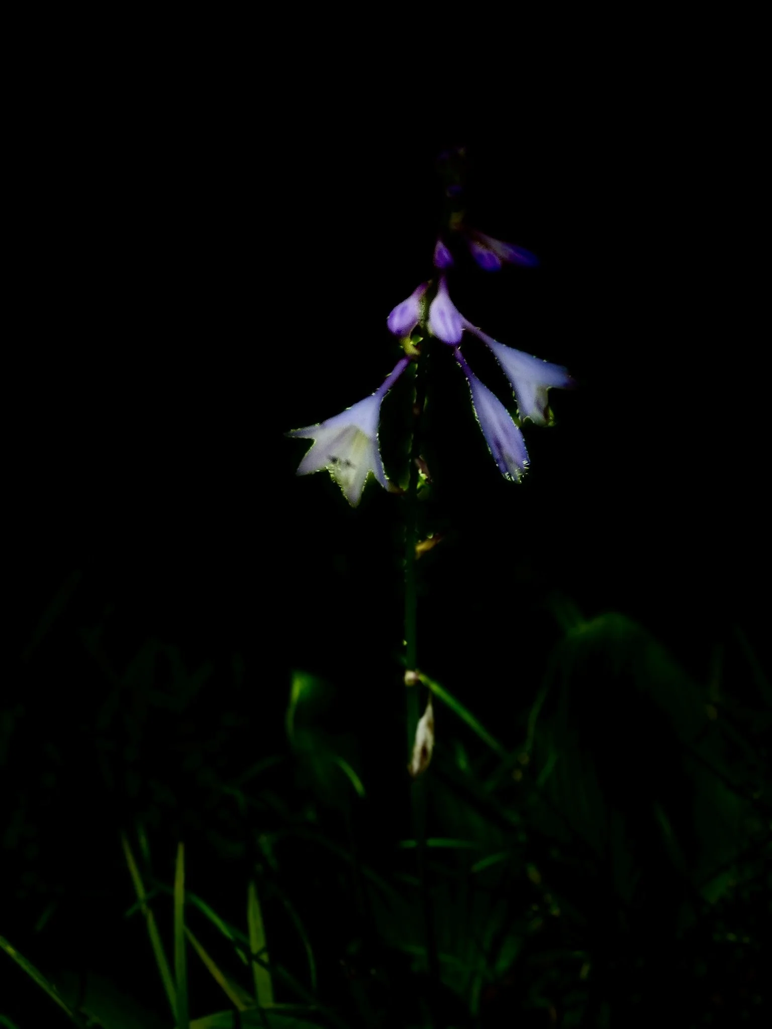 IMG_2502 (2).JPEG