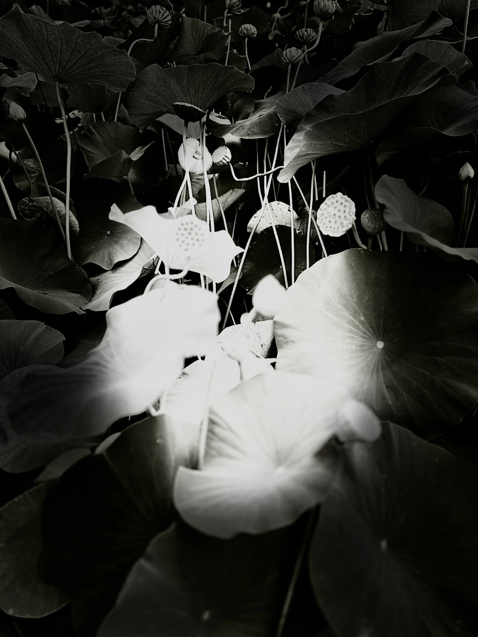 Lingering
