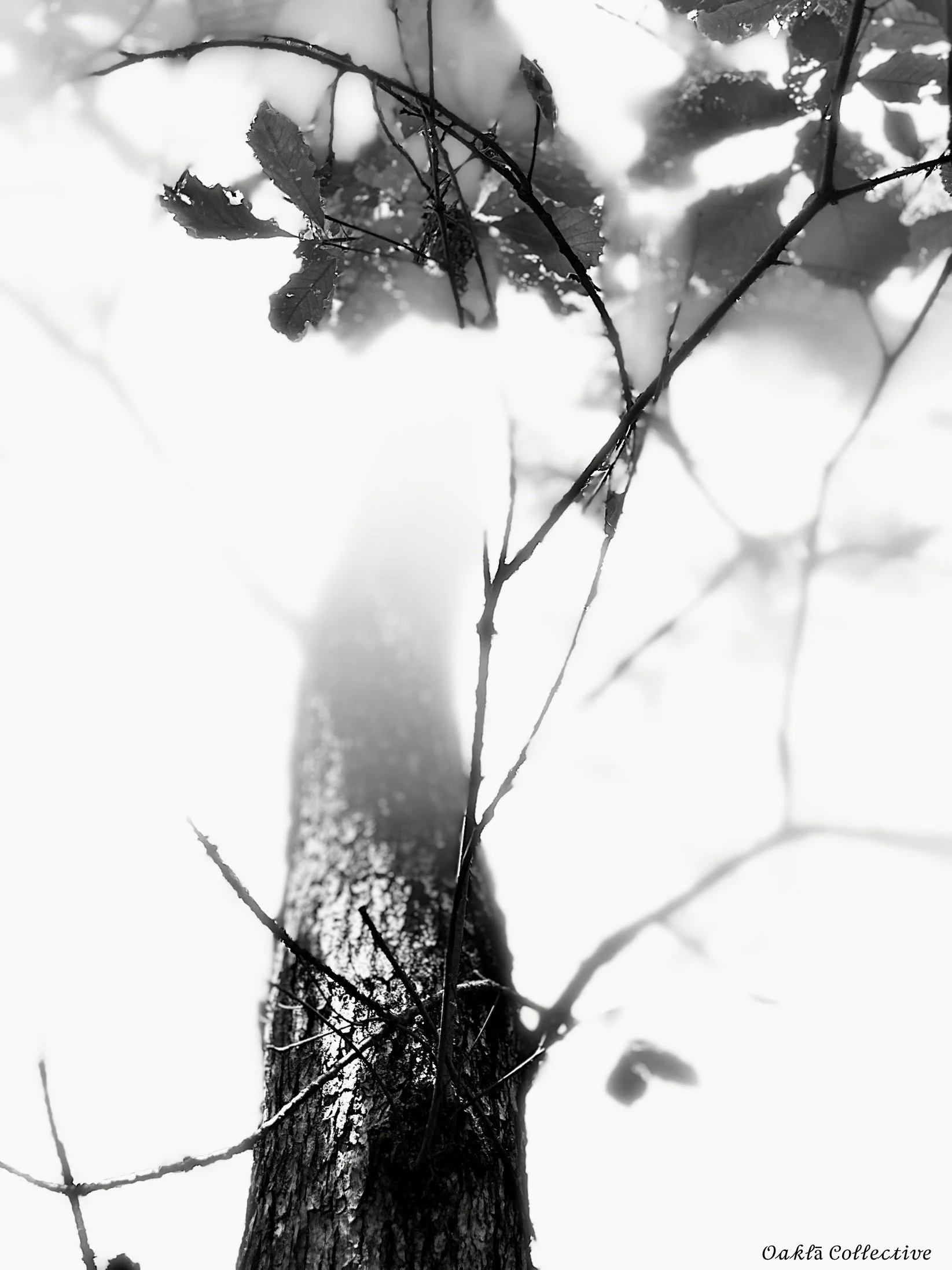 Vertical Lines