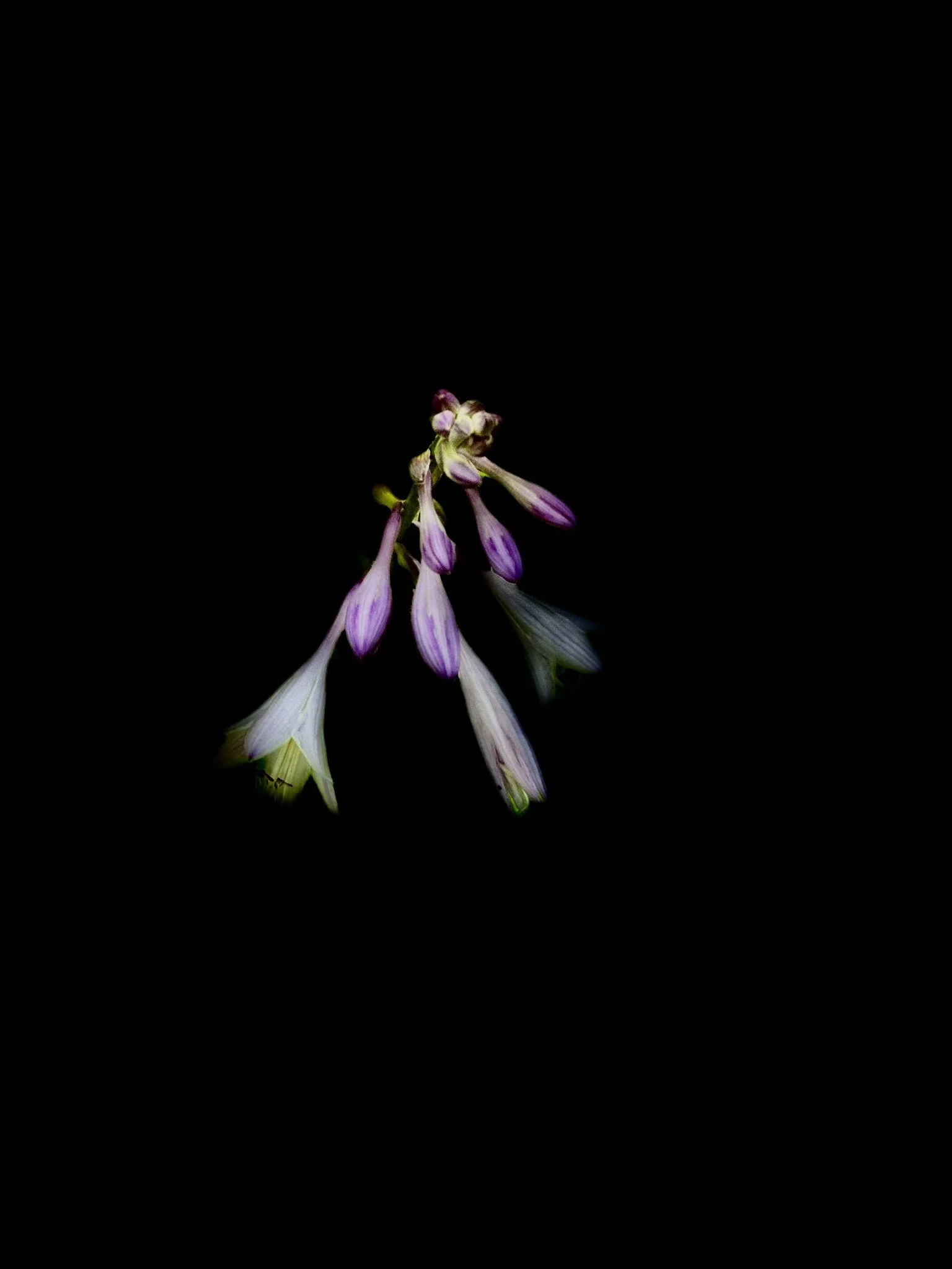 Awaiting Light