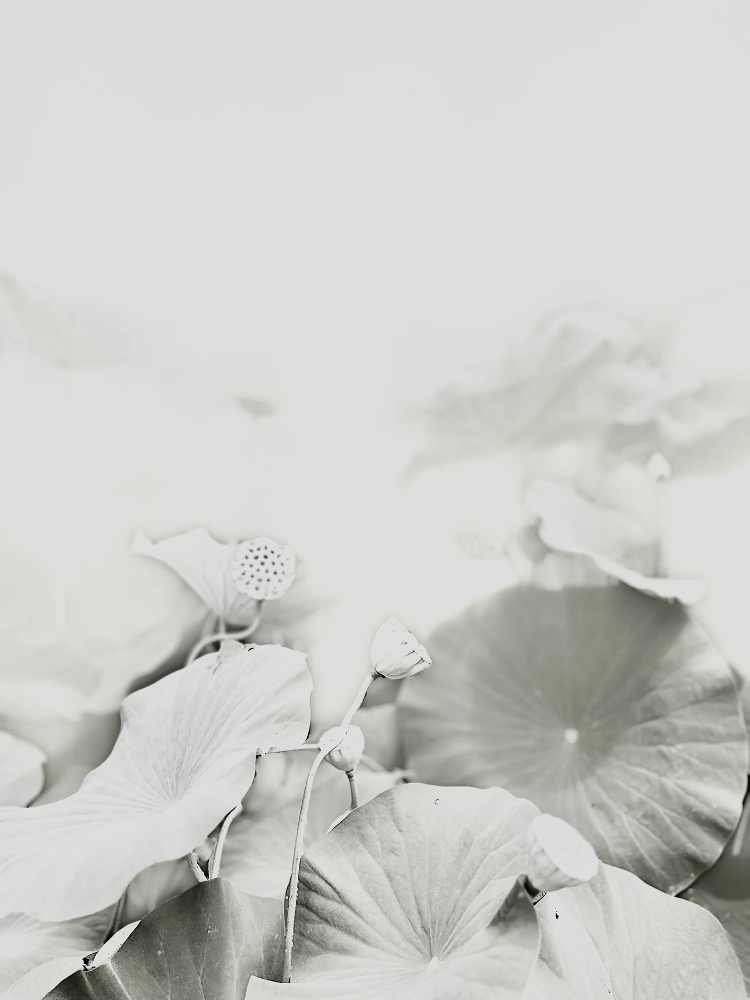 Dreams in Bloom