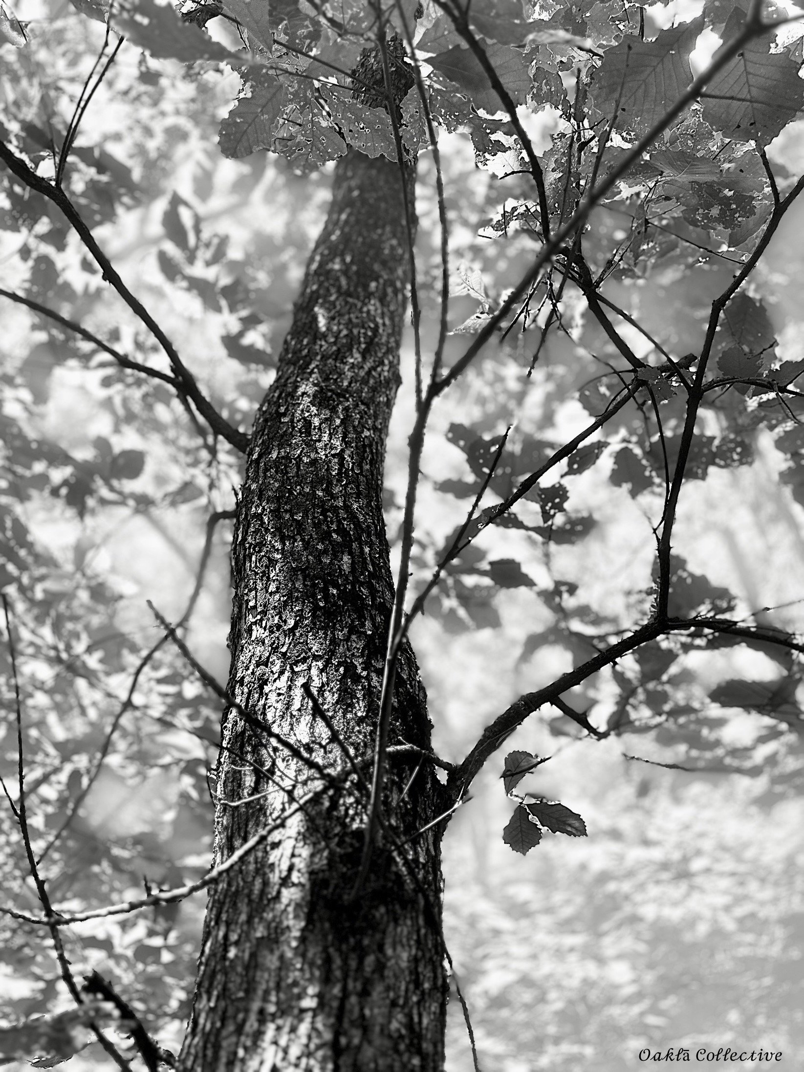 IMG_1684 (3).JPEG