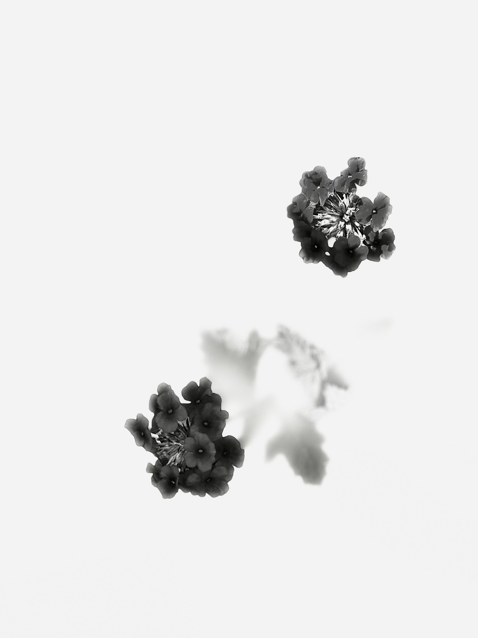 Black and white photograph of small, clustered flowers on a plain white background, with their reflection below.