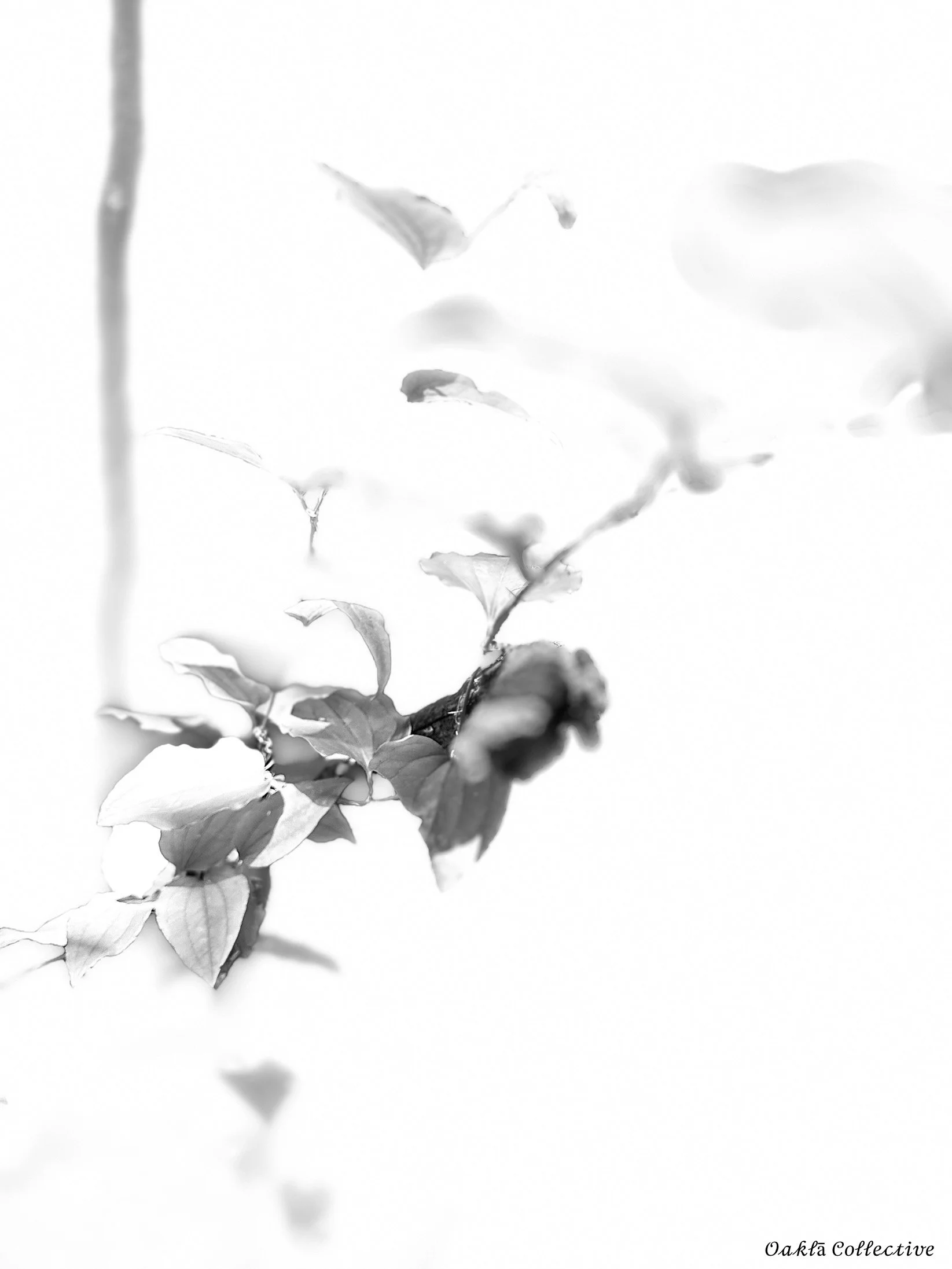 Soft Arrival