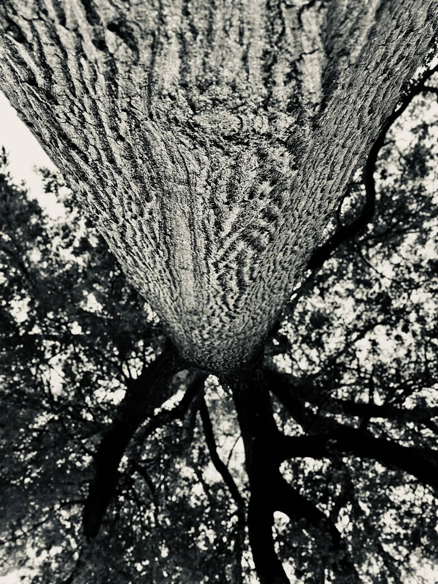 Quiet Ascent