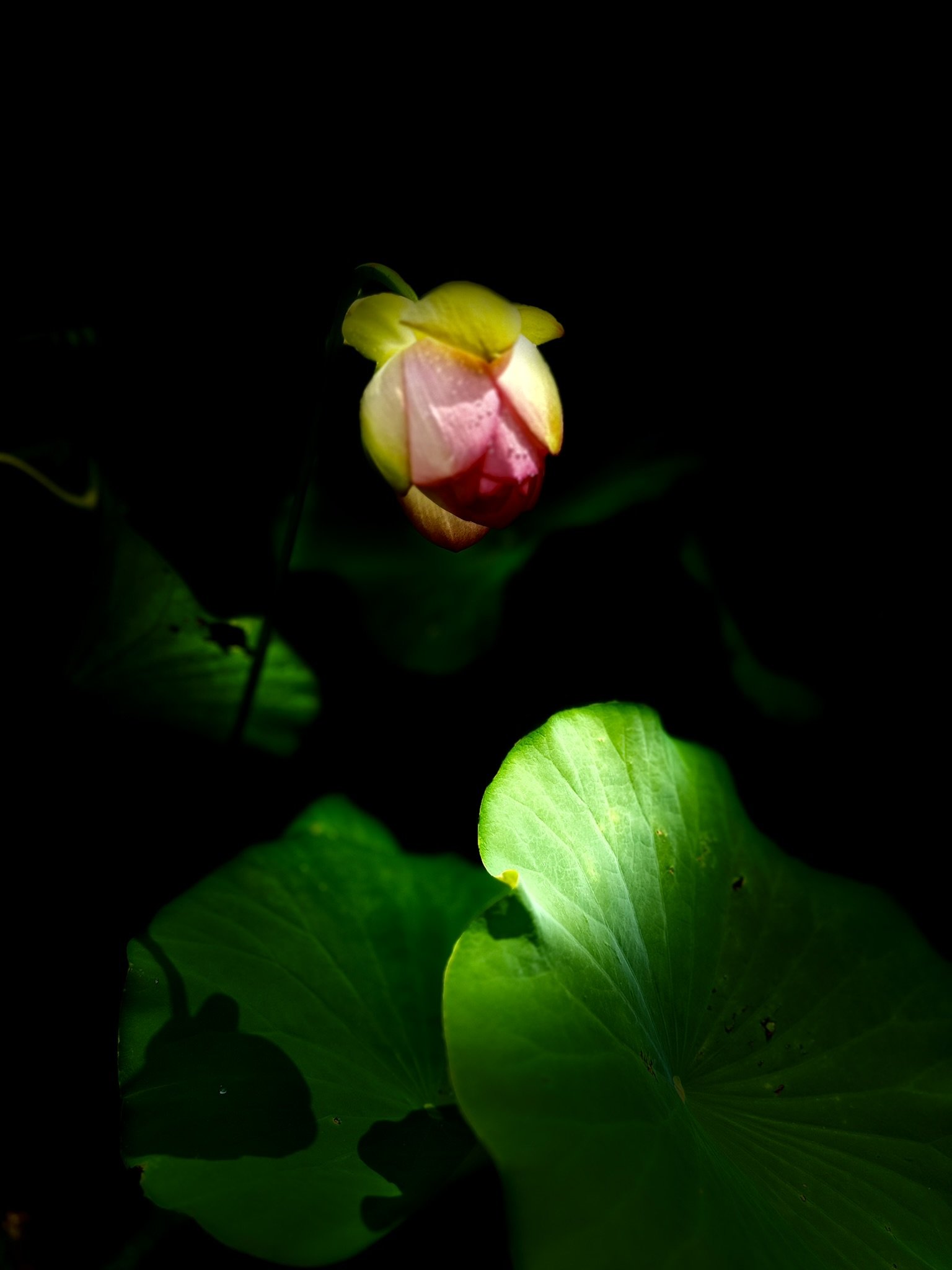 Grace Unfolding