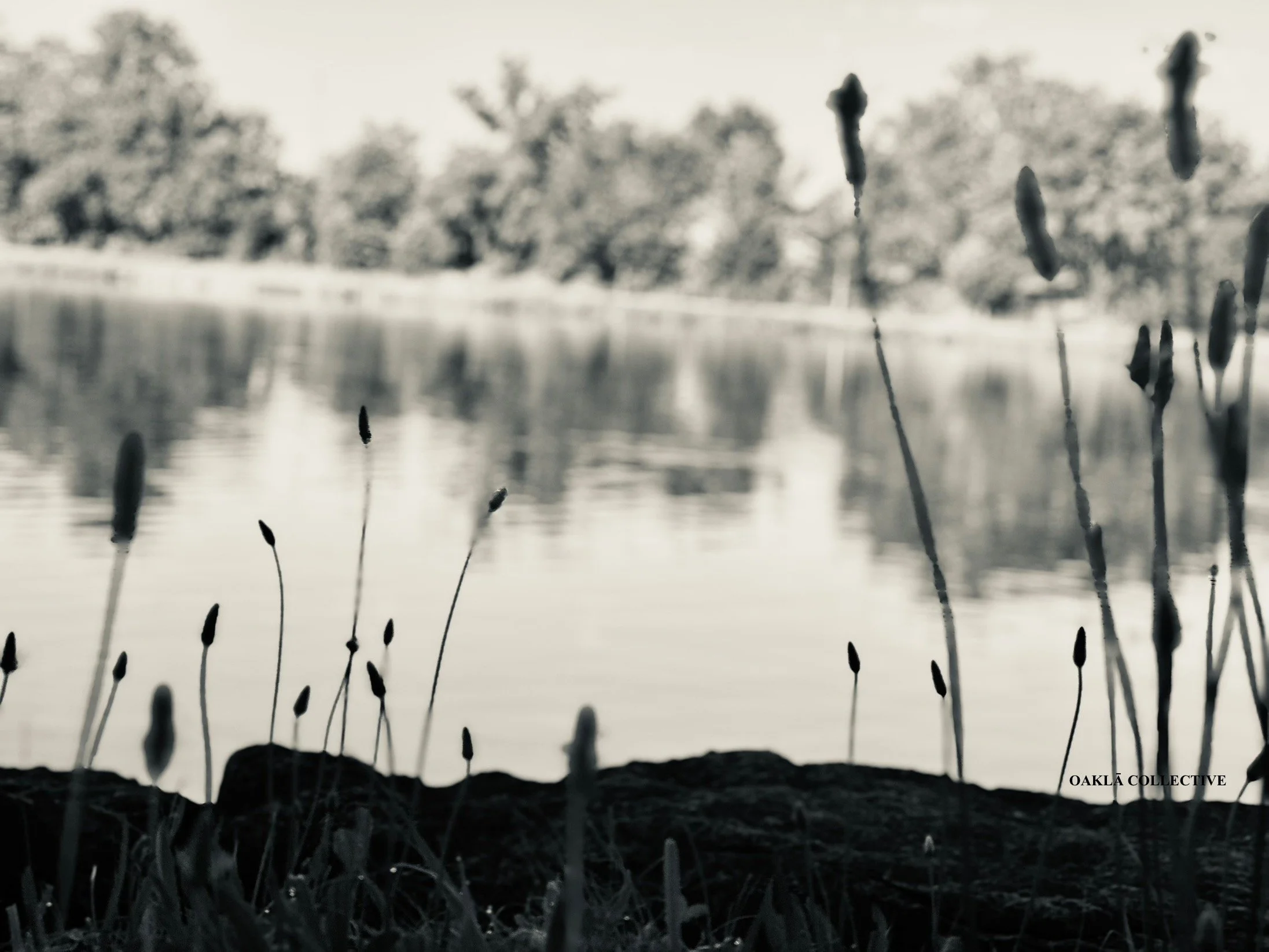 Quiet Wonder