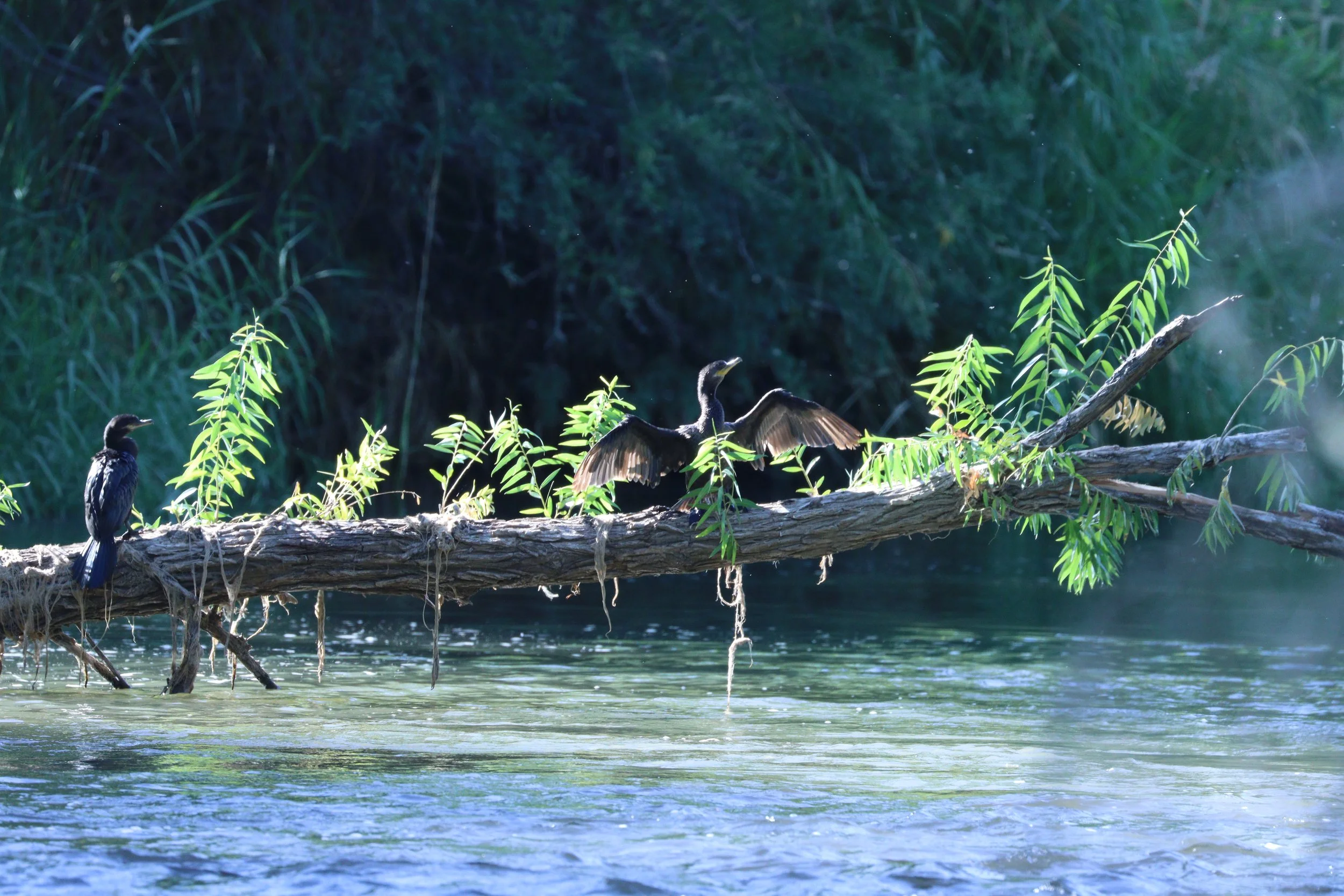 Nature's Drying Rack Along the Verde River