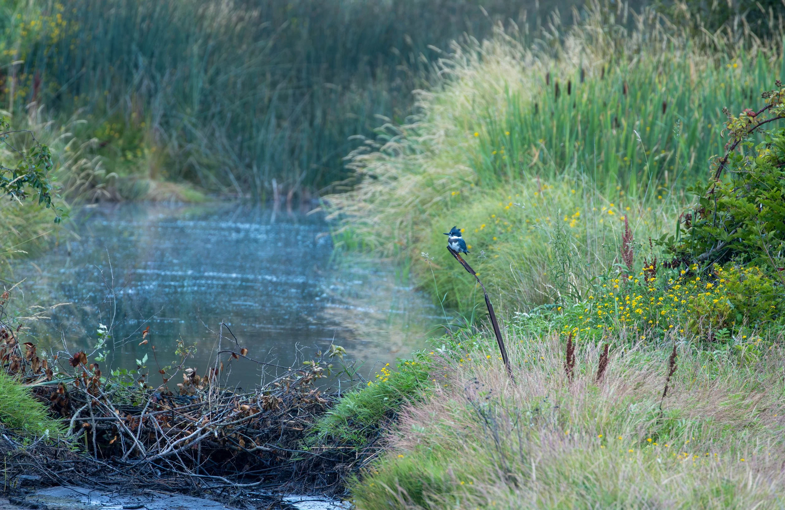 A Quiet Morning Along the Creek