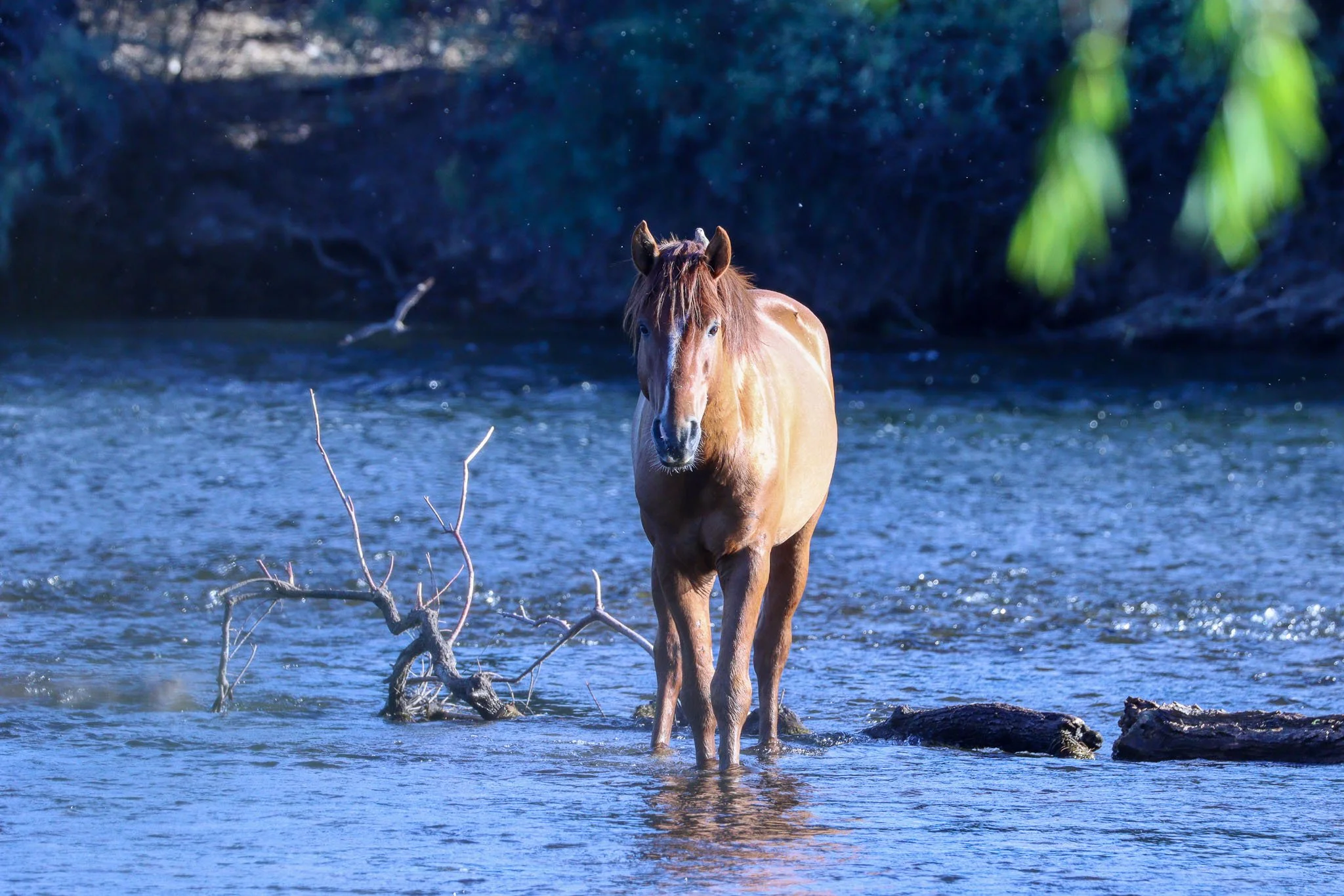 My First Encounter with the                             Salt River Wild Horses
