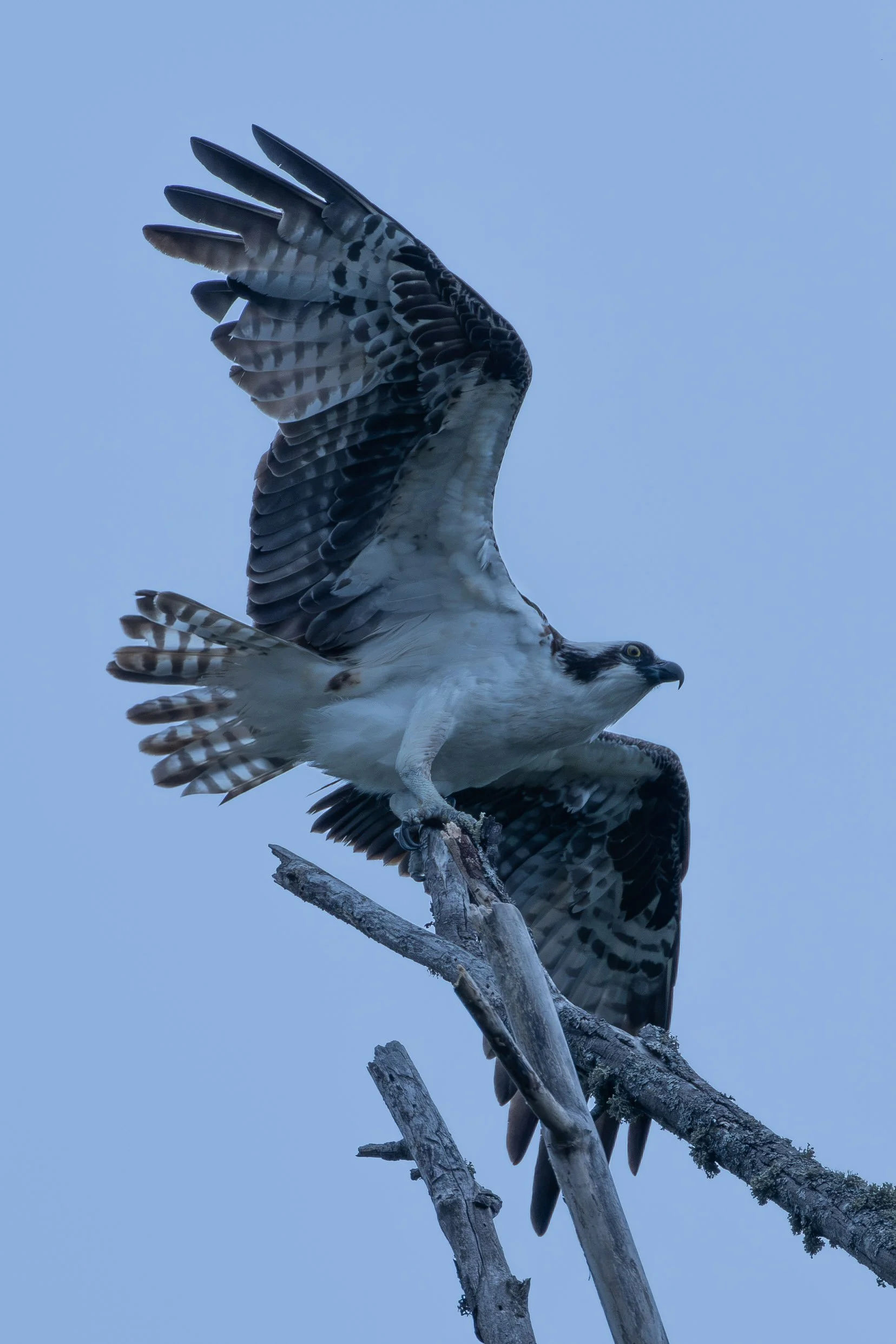 I only had a few seconds before this Osprey took flight, but it was enough to capture one of my favorite moments from the morning. Osprey perched on top of dead tree perched with wings spread out ready to take flight.