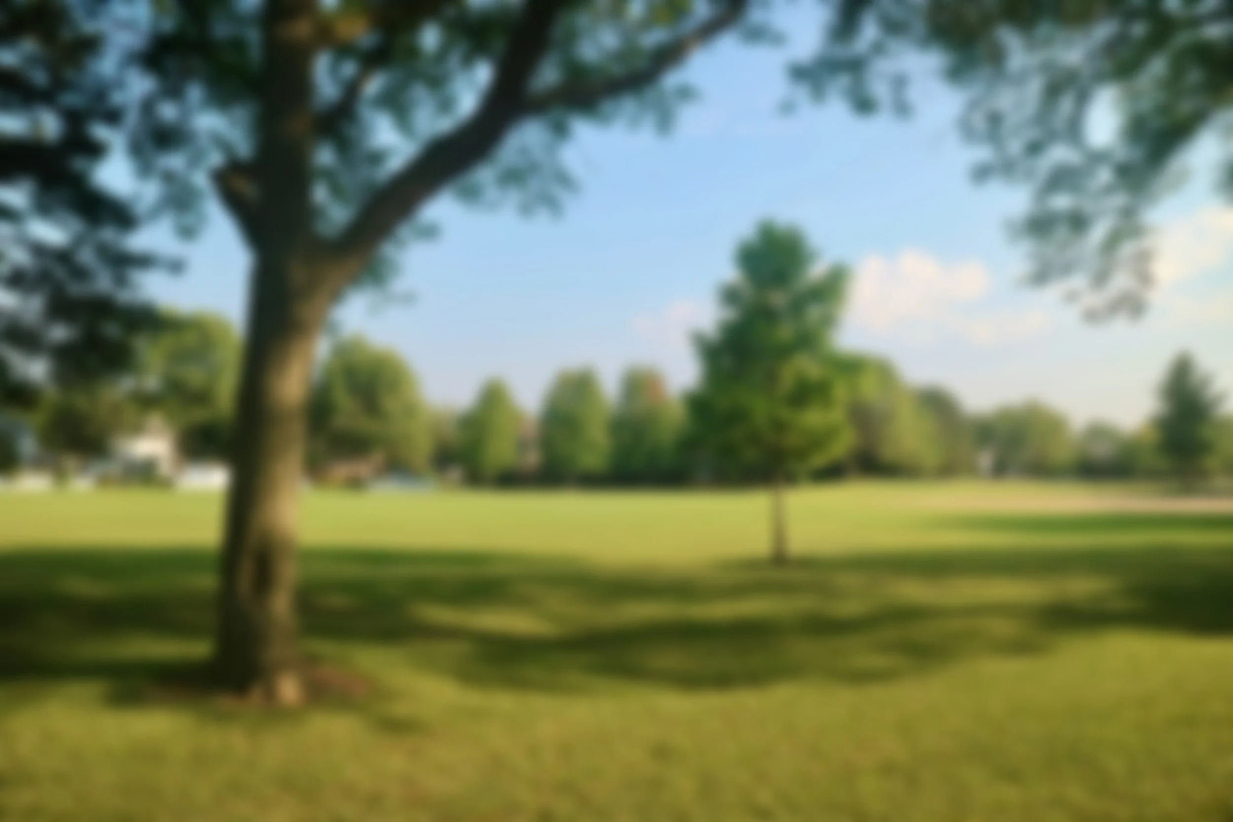 A blurry image of a park with a large tree in the foreground and a grassy field with trees in the background on a sunny day.