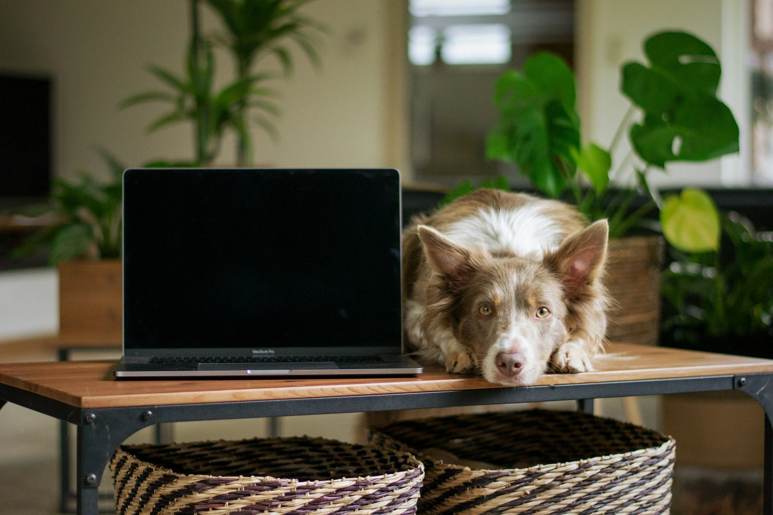 Dog sitting at a desk representing a free consultation for anesthesia-free canine dental cleaning with The Gentle Shepherd.